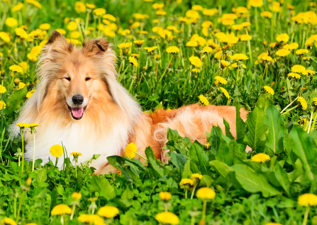 Colley allongé dans un champs de fleurs
