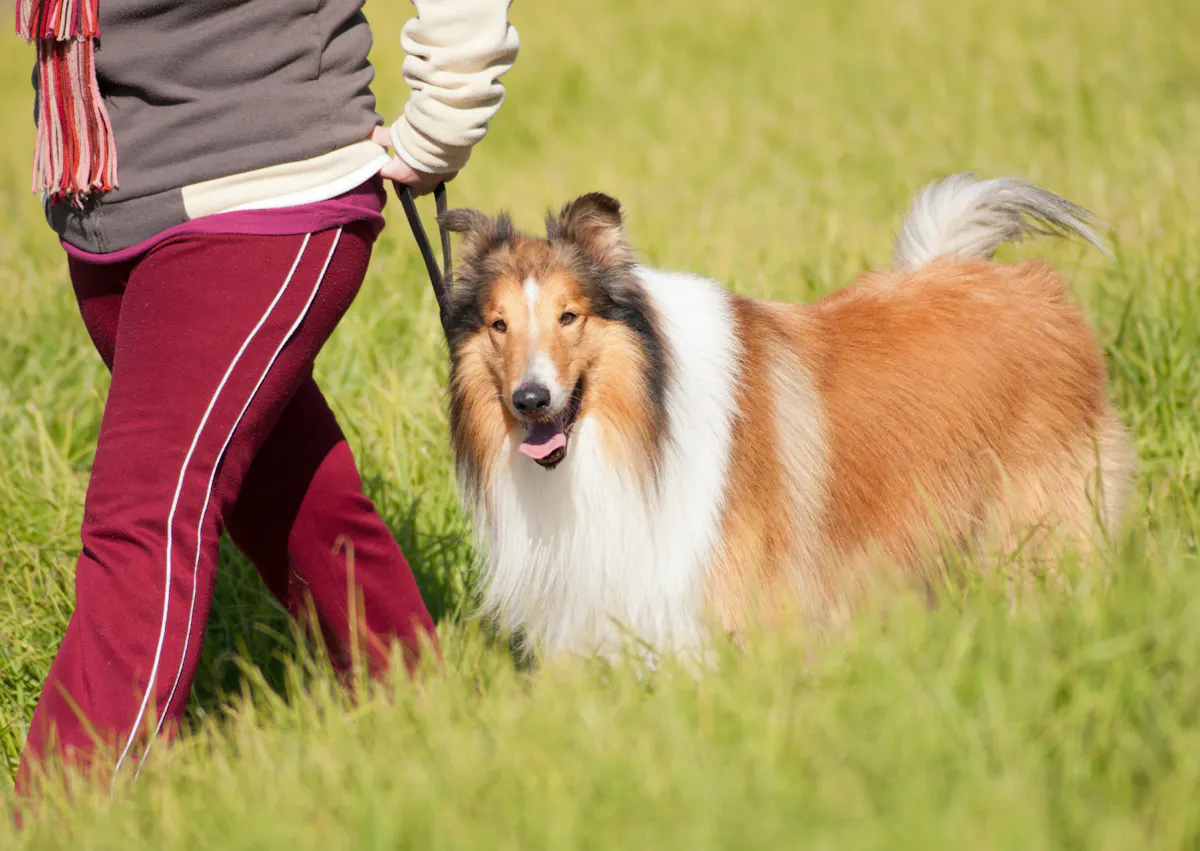 Colley qui se fait promener dans un champs d'herbes hautes par son maitre