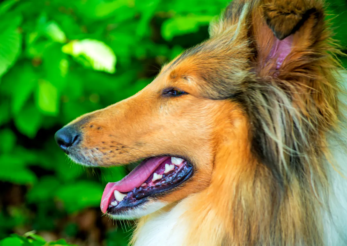 Colley dont on voit seulement la tête qui regarde au loin en tirant la langue