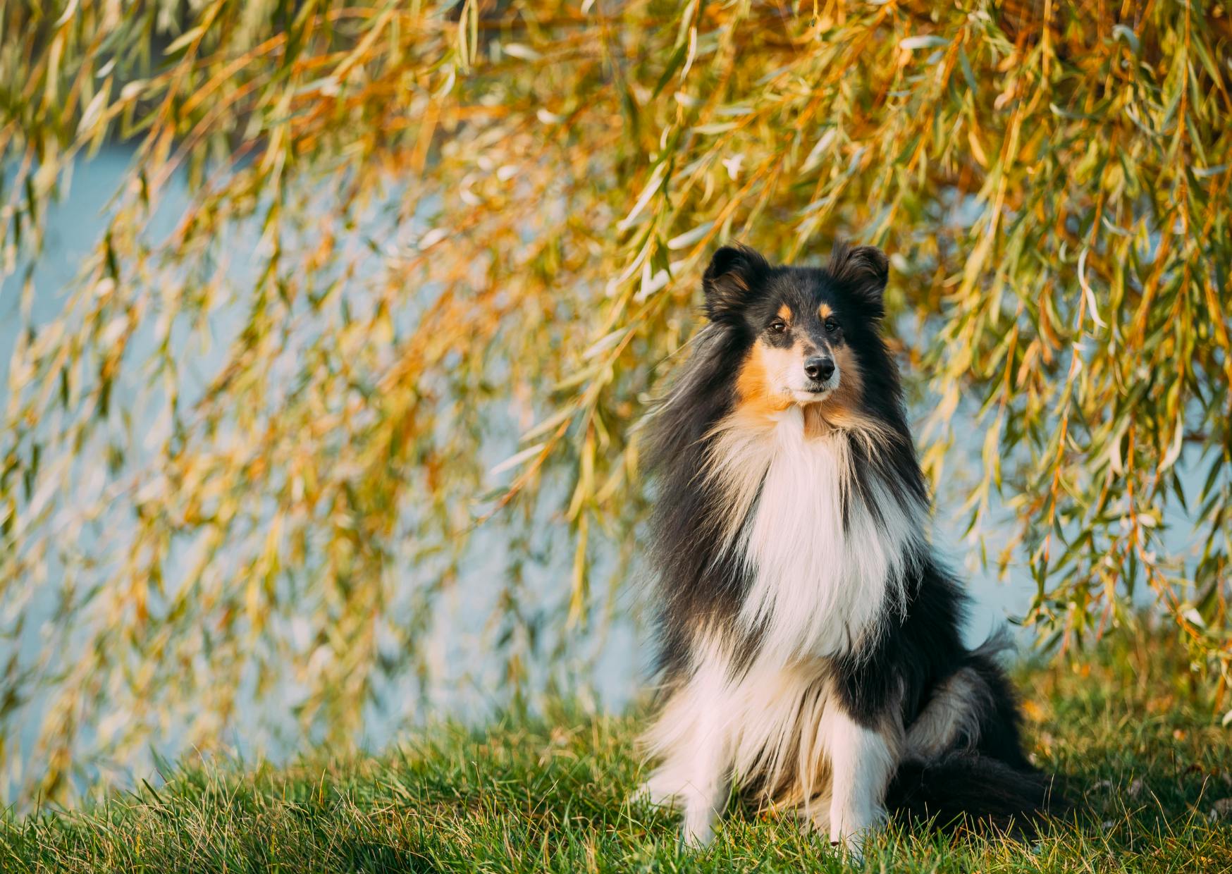 Colley assis dans l'herbe devant un arbre et un lac