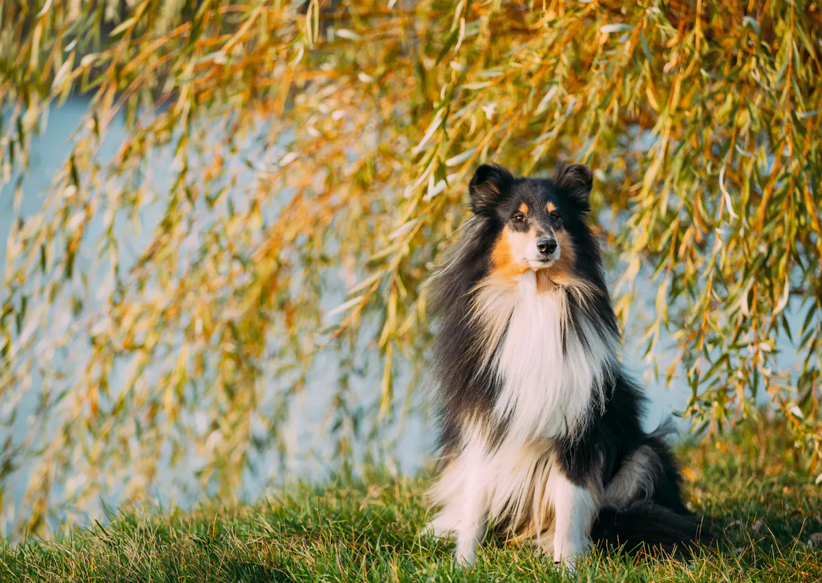 Colley assis dans l'herbe devant un arbre et un lac 