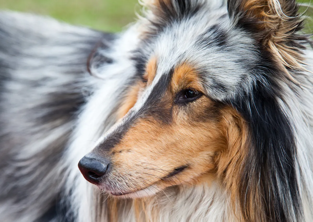 Colley dont on voit seulement qu'il tourne la tête