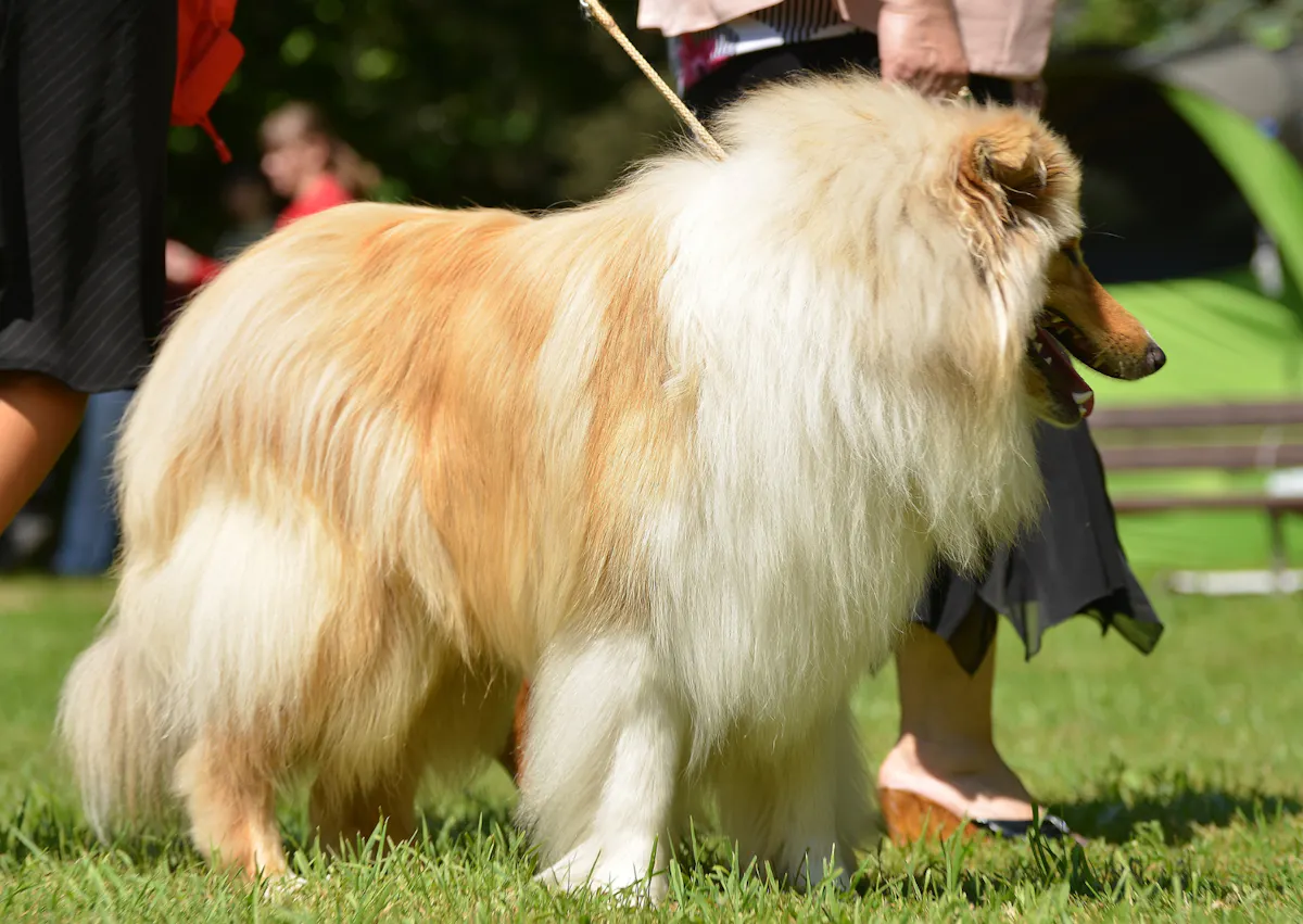 Colley qui marche à côté de son maitre