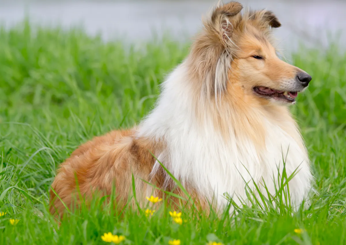 Colley allongé dans l'herbe et attentif à ce qu'il se passe au loin