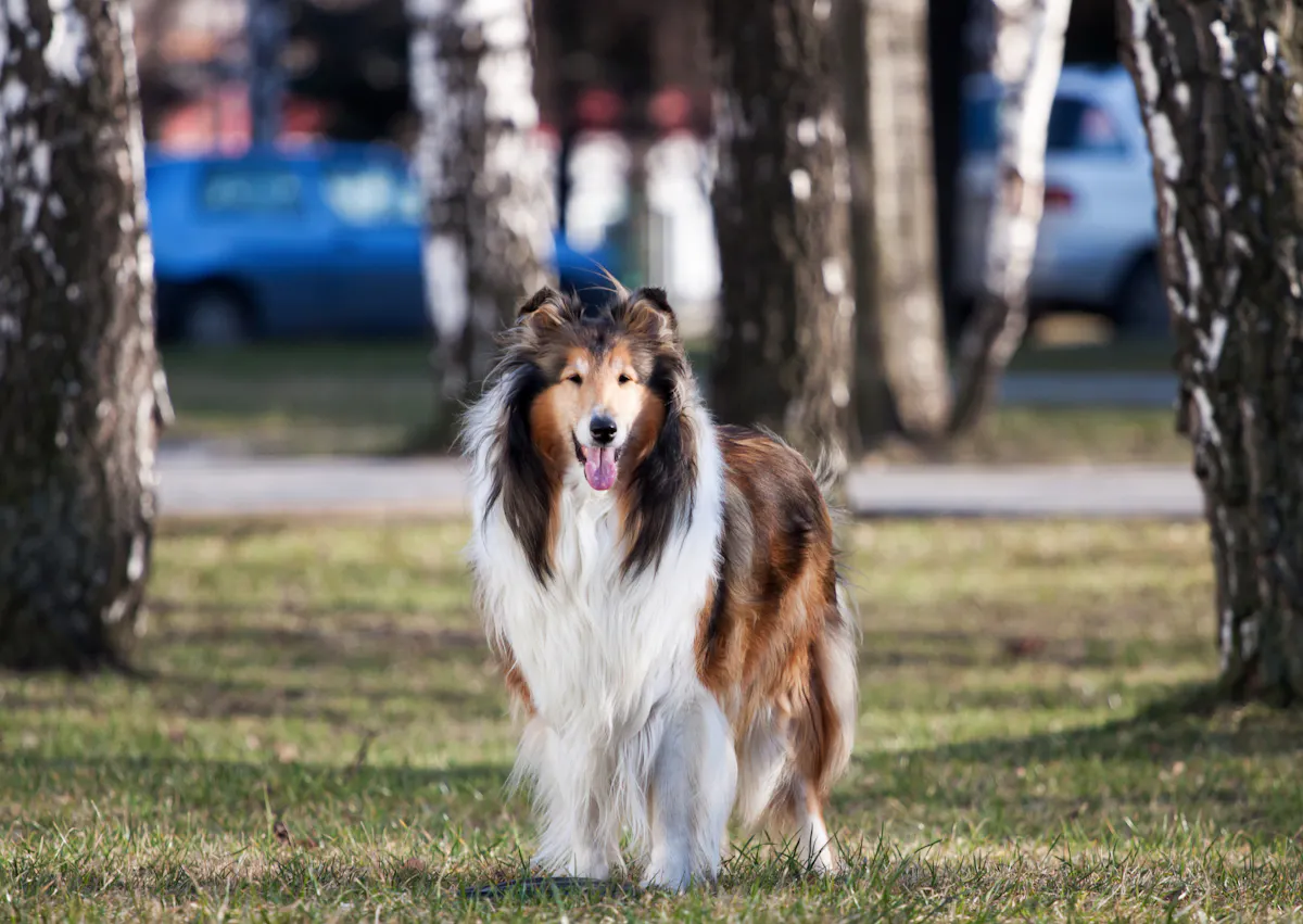 Colley qui marche dans l'herbe vers l'objectif, derrière lui, il y a plusieurs arbre