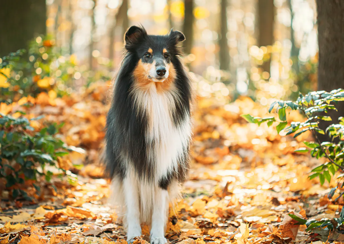 Colley qui marche en forêt