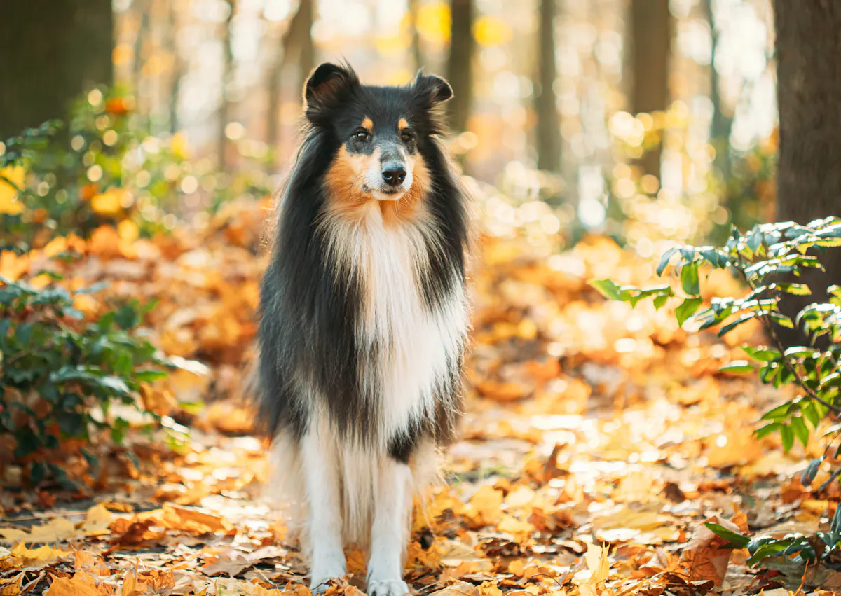 Colley qui marche en forêt 
