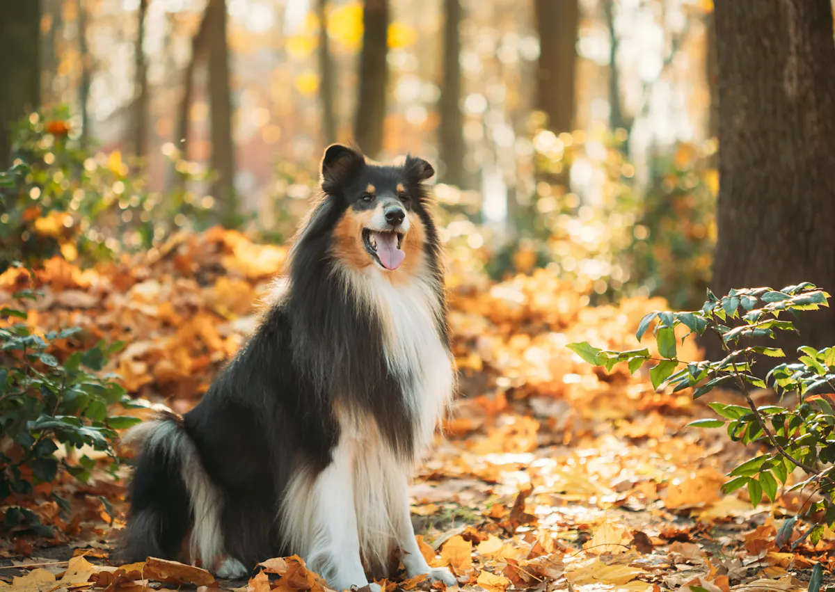 Colley assis dans des feuille mortes dans une forêt