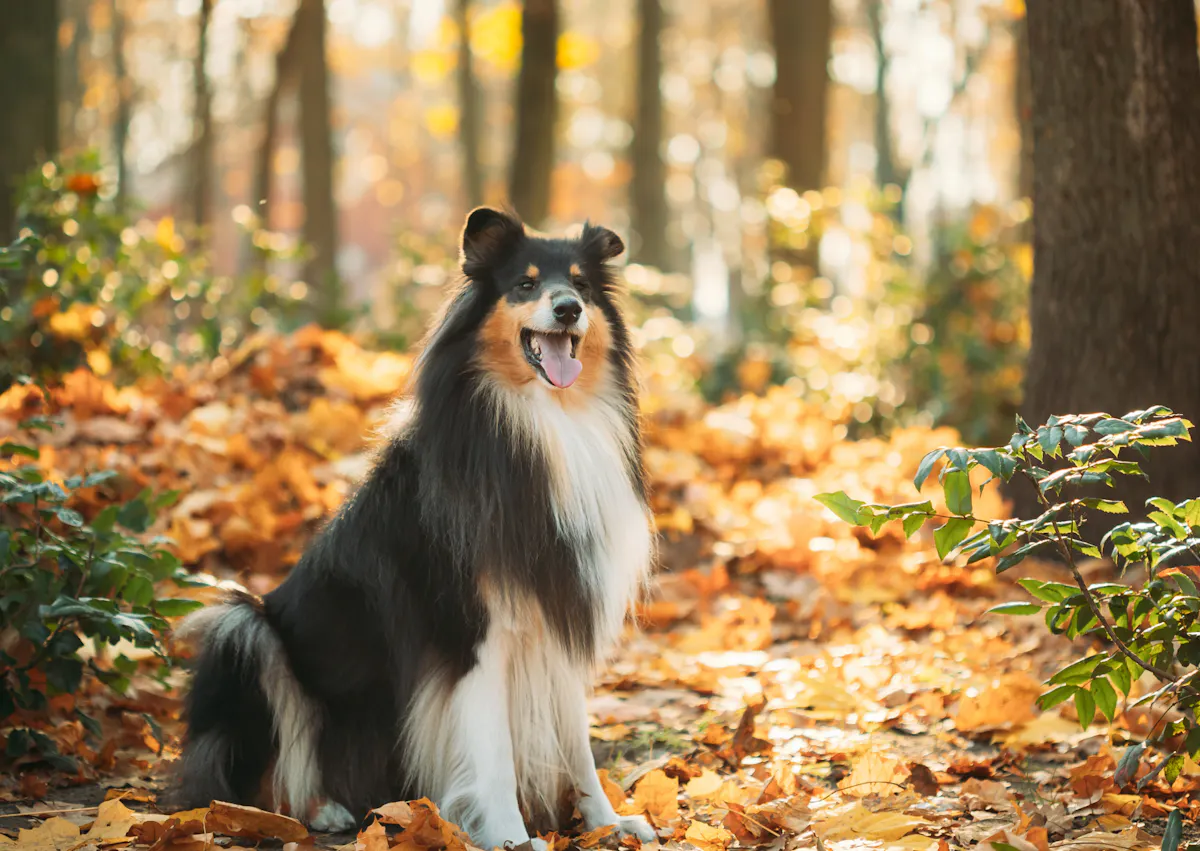 Colley assis dans des feuille mortes dans une forêt