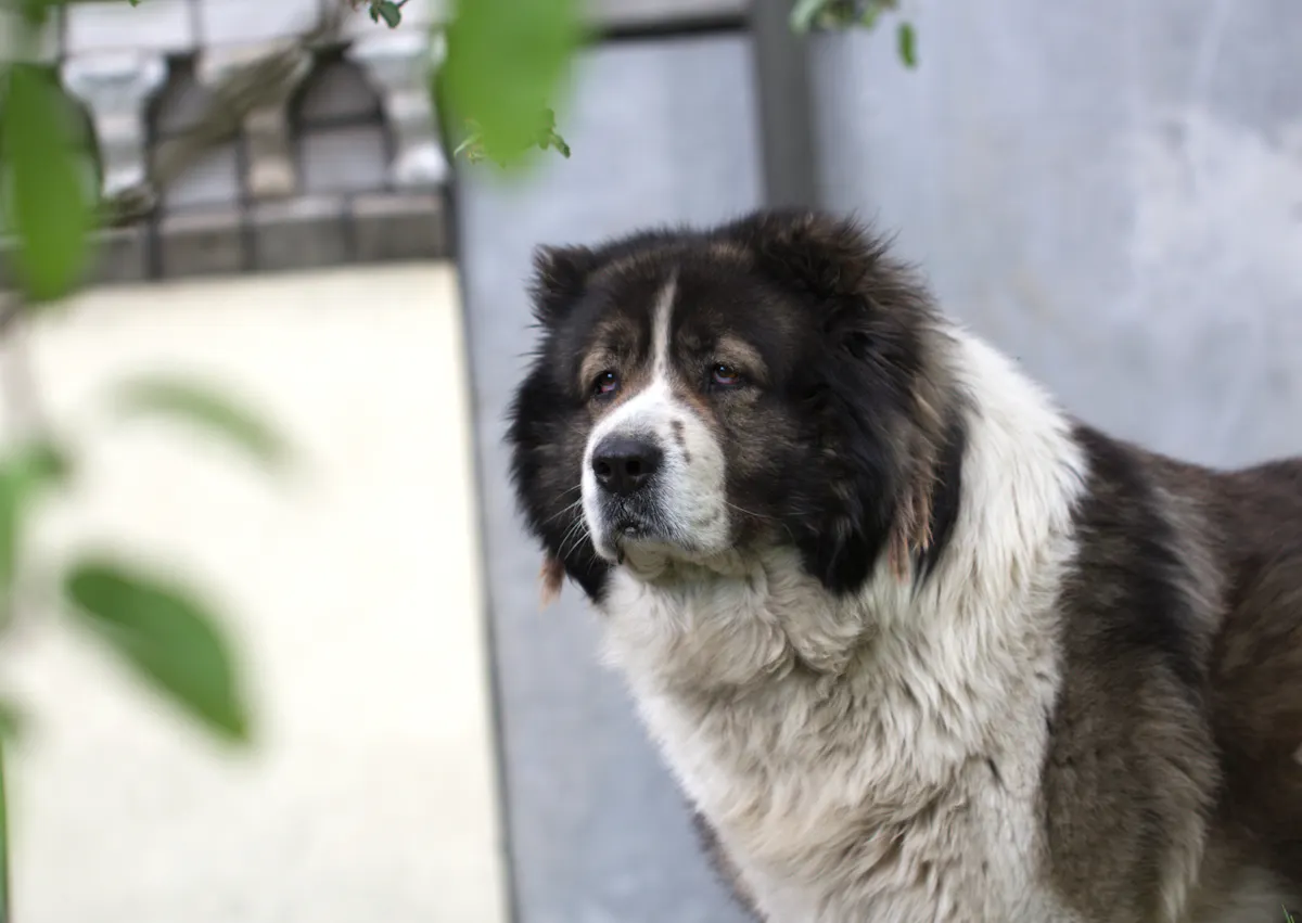 Berger du Caucase noir et blanc qui regarde au loin