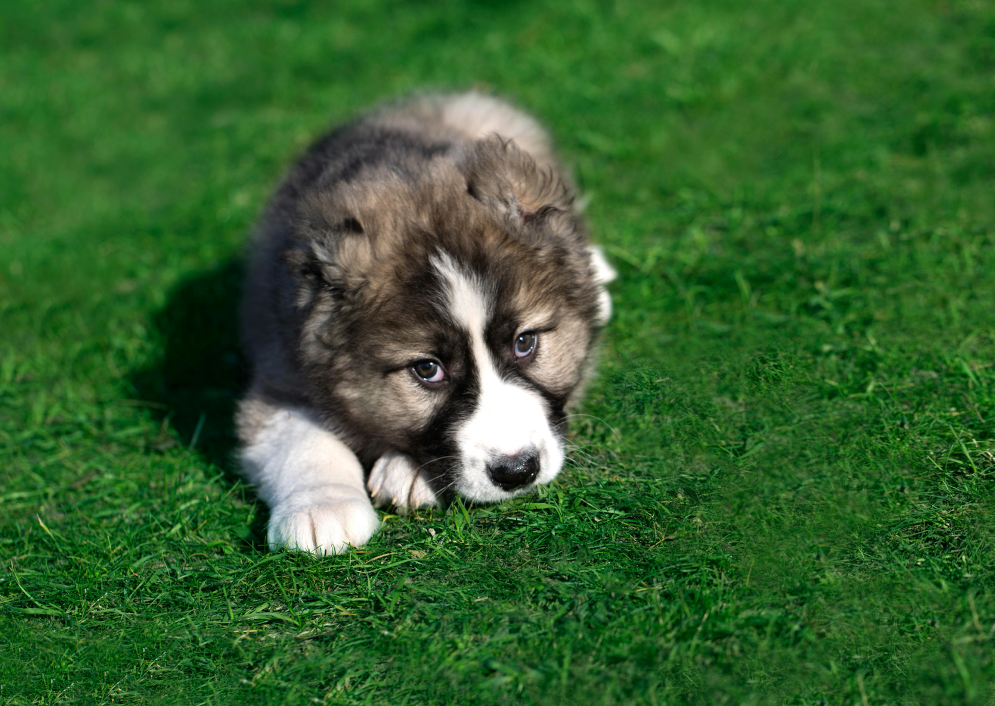 Berger du Caucase chiot chouché dans l'herbe qui regarde l'objectif