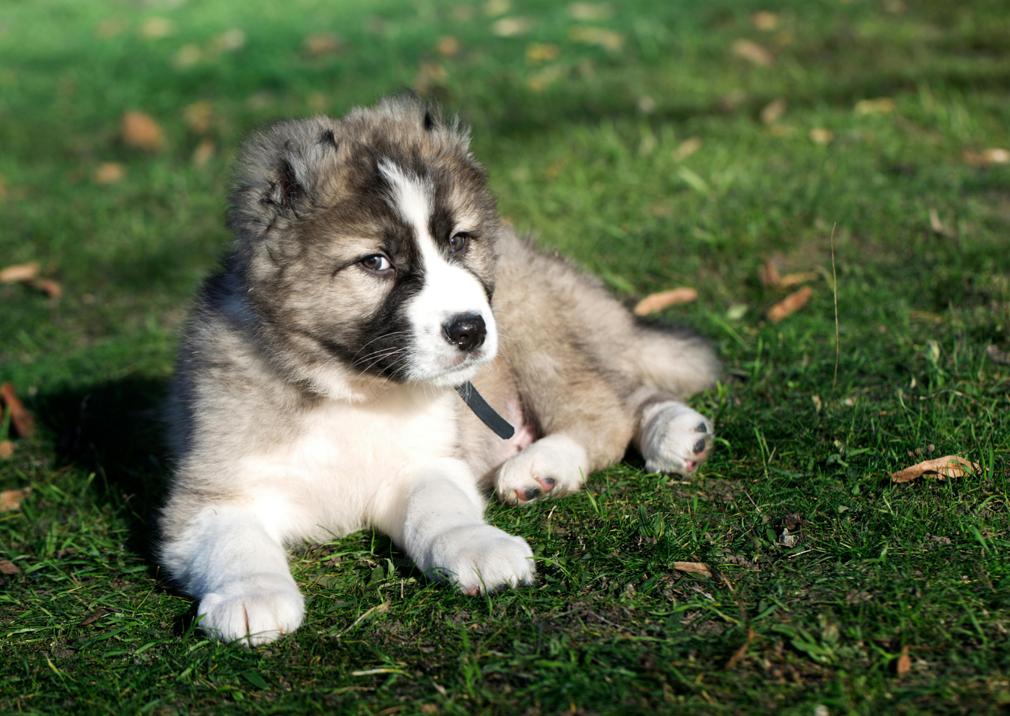 Berger du Caucase chiot couché dans l'herbe avec un air méfiant