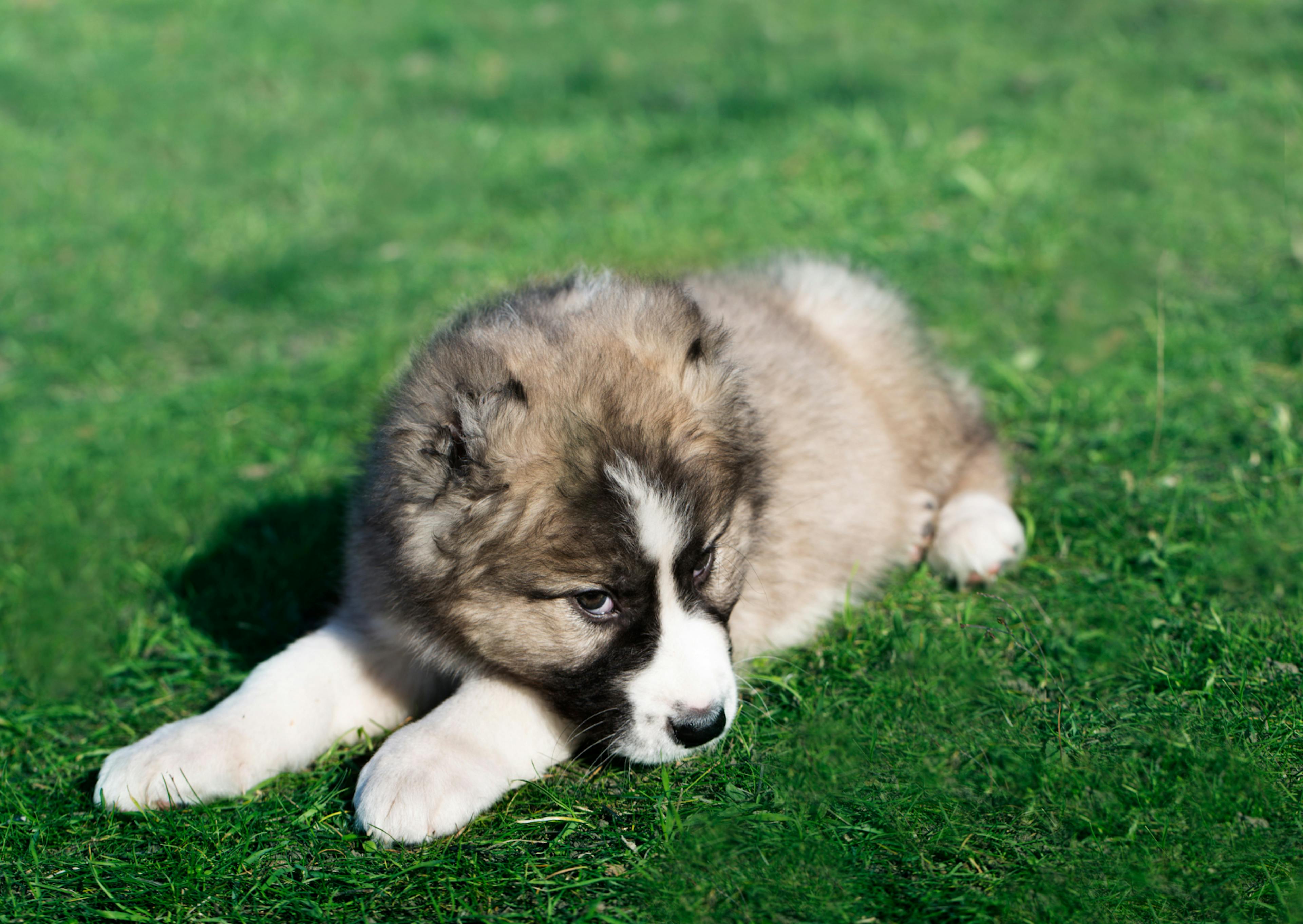 Berger du Caucase chiot couché dans l'herbe, la tête couchée sur ses pattes