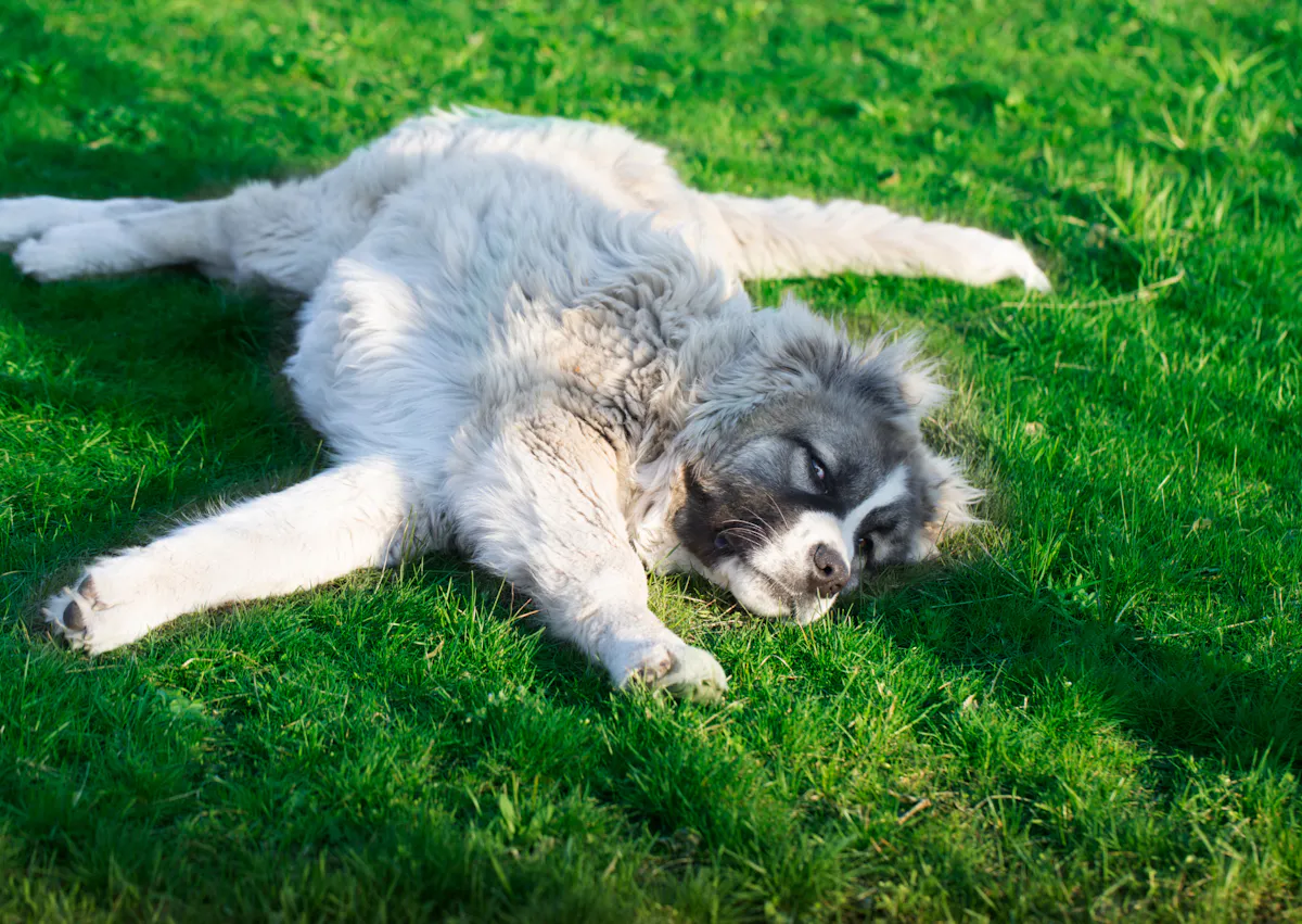 Berger du Caucase qui s'étire dans l'herbe