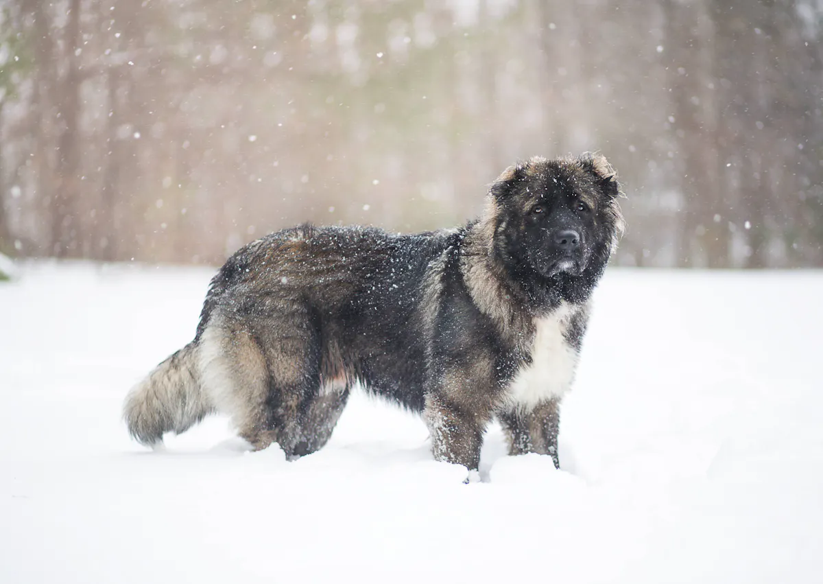 Berger du Caucase dans la neige qui regarde curieusement l'objectif 