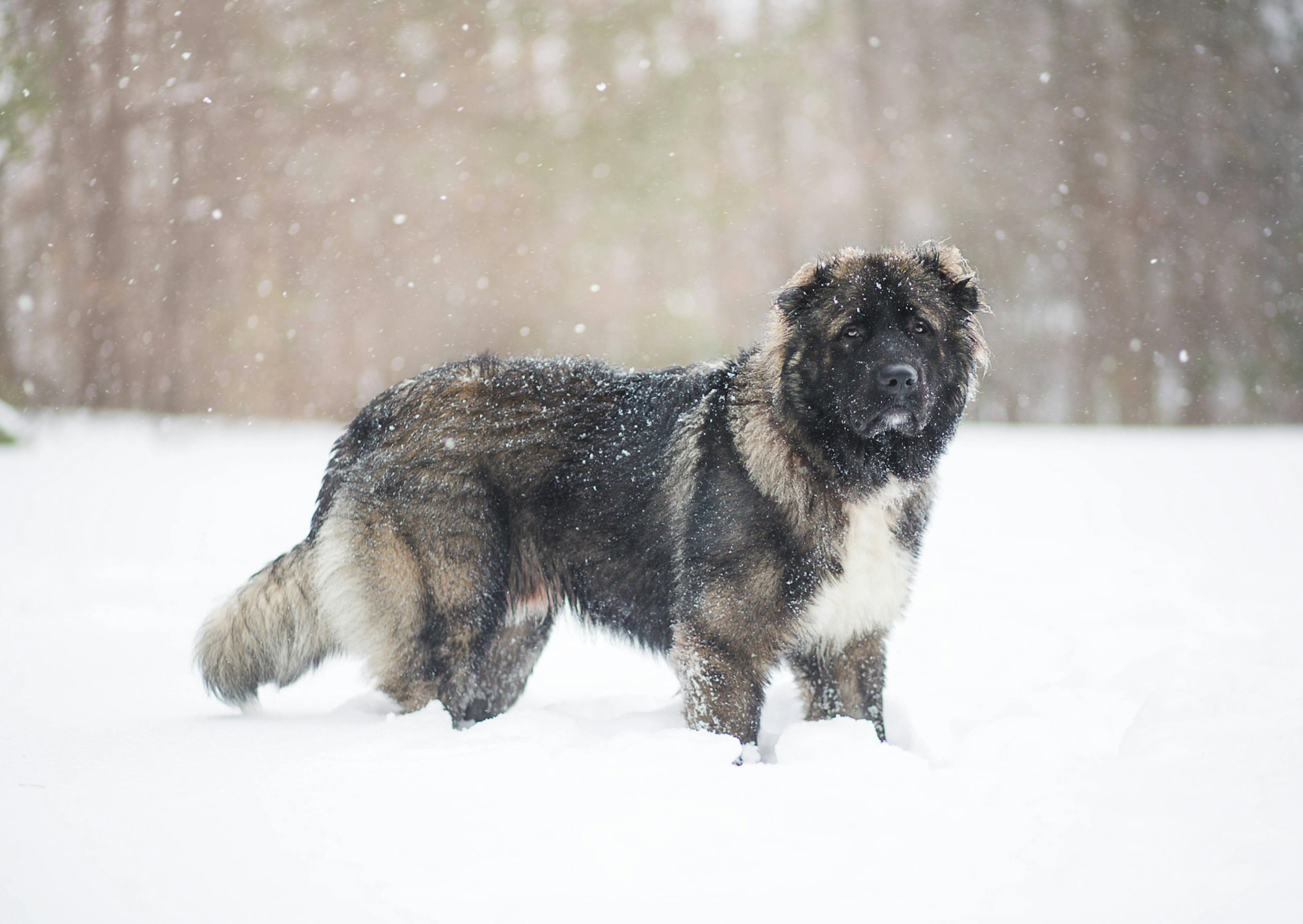 Berger du Caucase dans la neige qui regarde curieusement l'objectif 