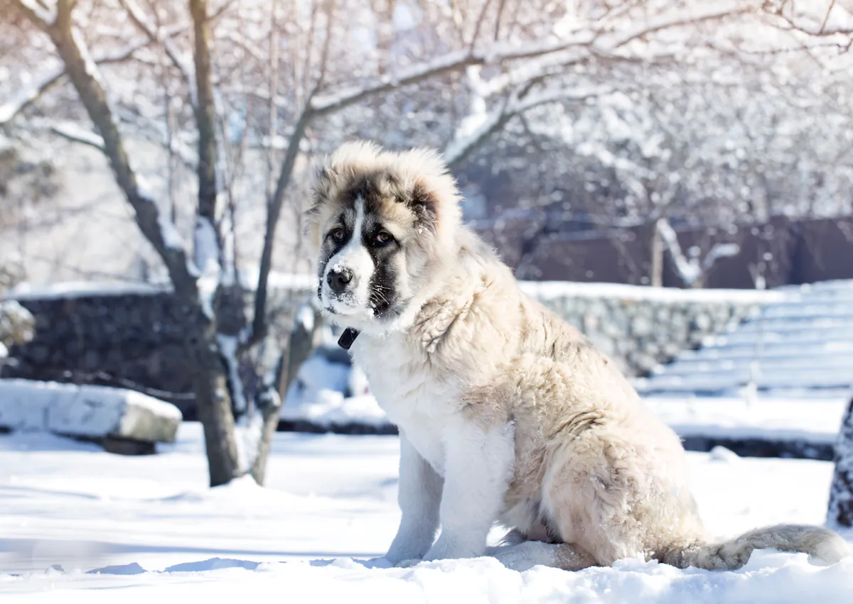 Berger du Caucase assis dans la neige et regarde au loin
