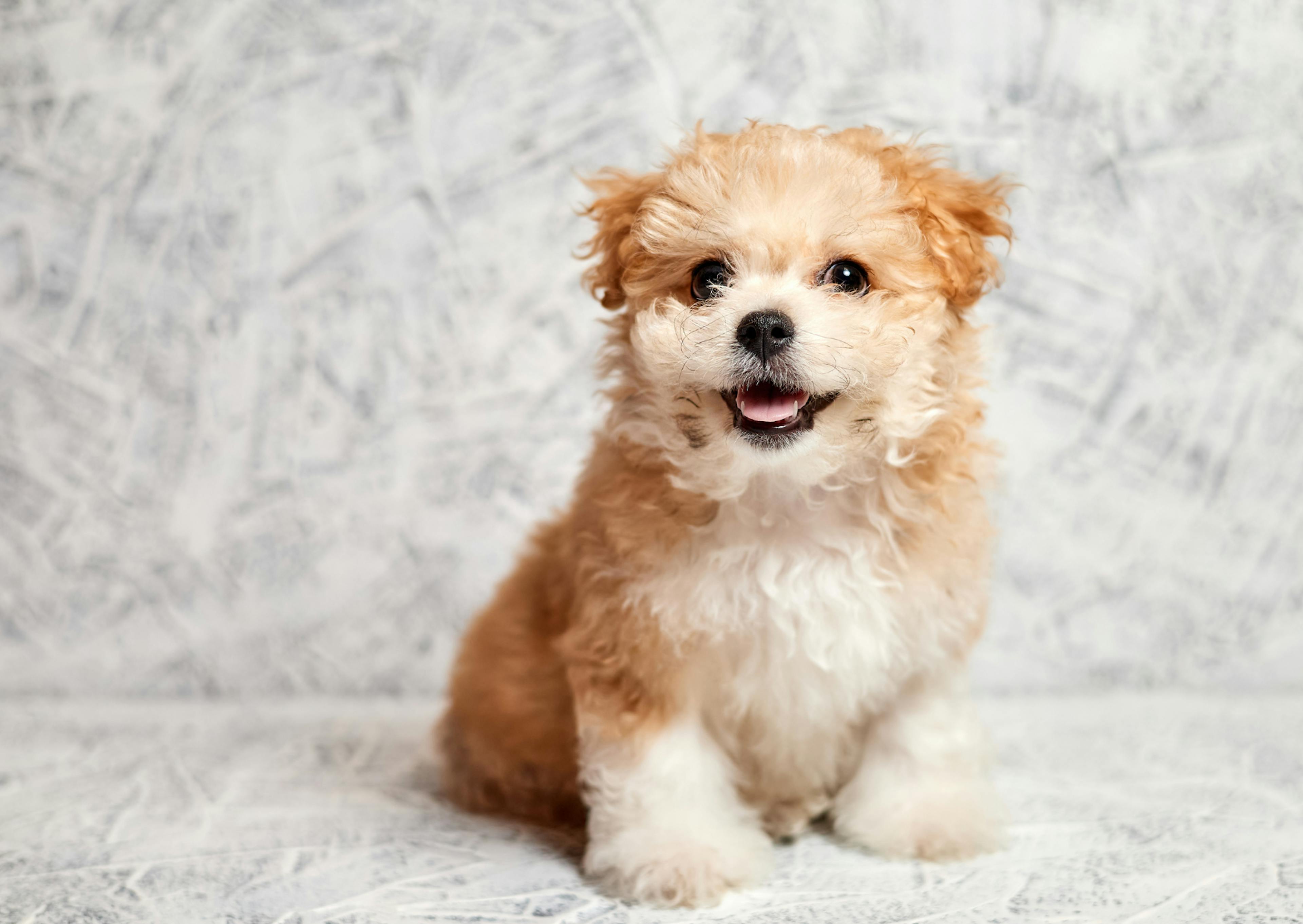 Maltipoo fauve et blanc assis 