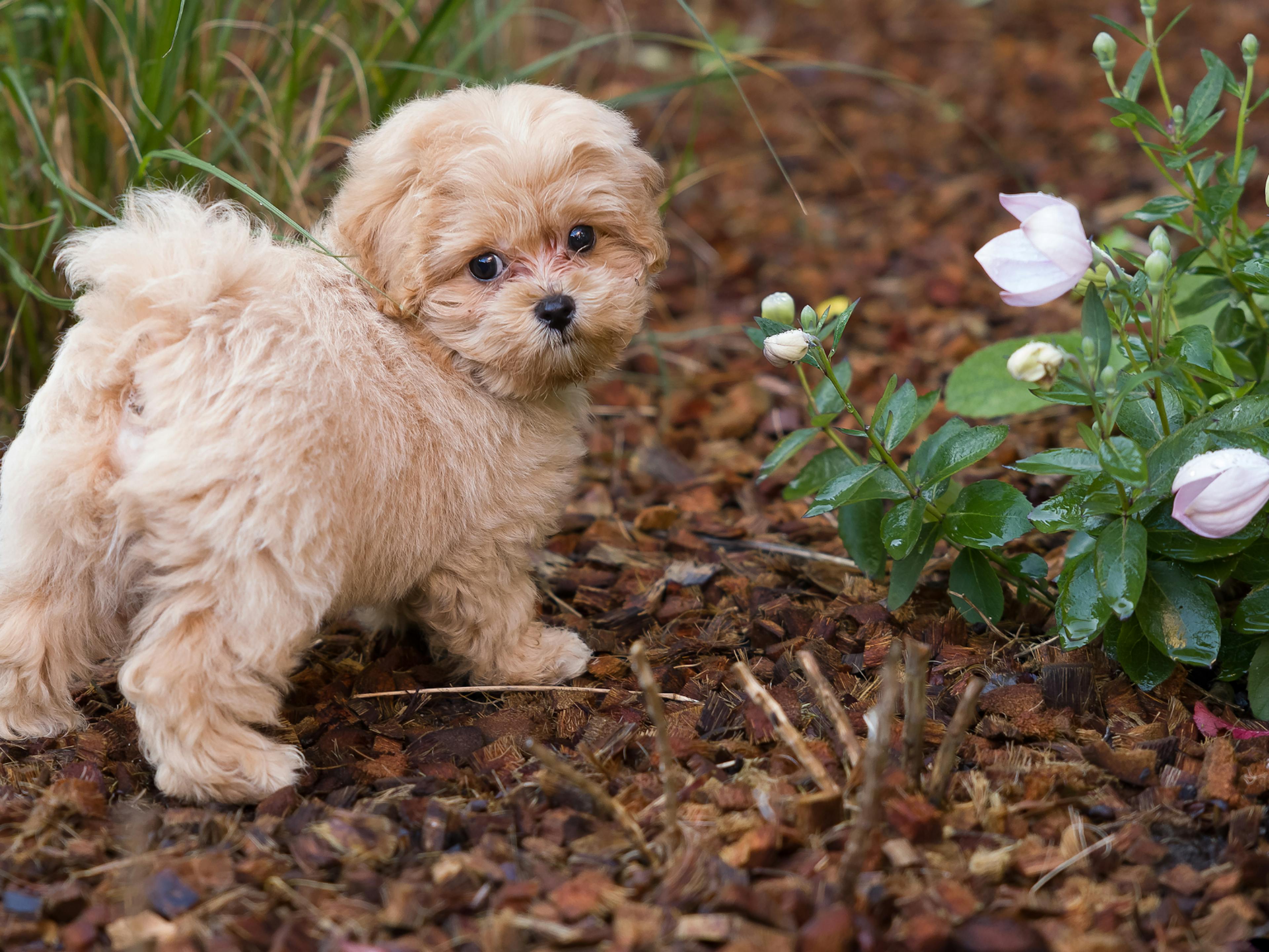 Maltipoo dehors qui se tourne vers l'objectif, il est dans la terre