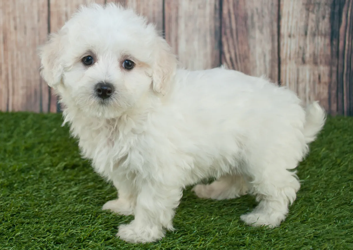 Maltipoo blanc debout dans l'herbe