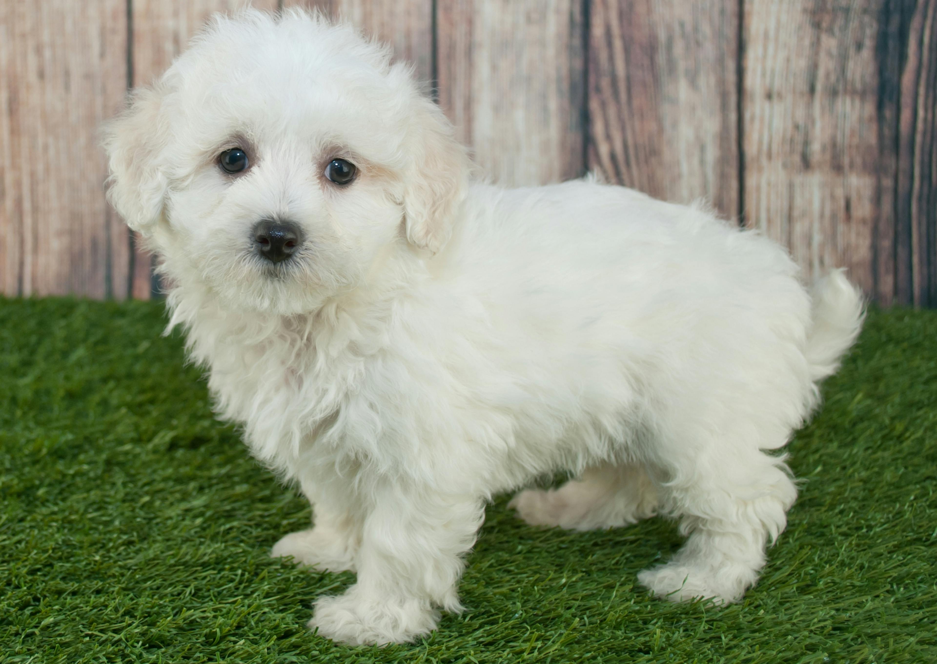 Maltipoo blanc debout dans l'herbe 