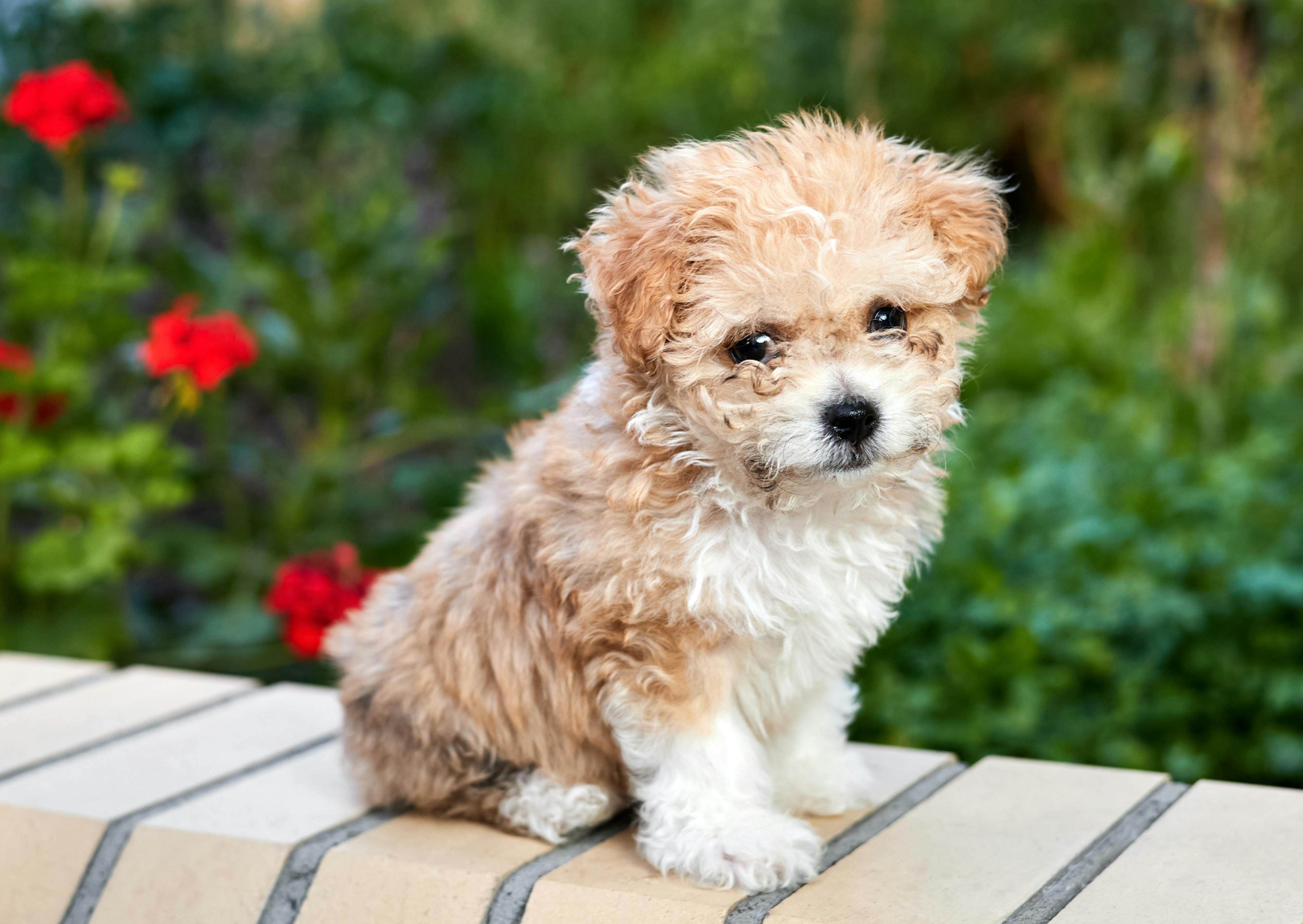 Maltipoo assis sur un muret avec des fleurs en arrière plan