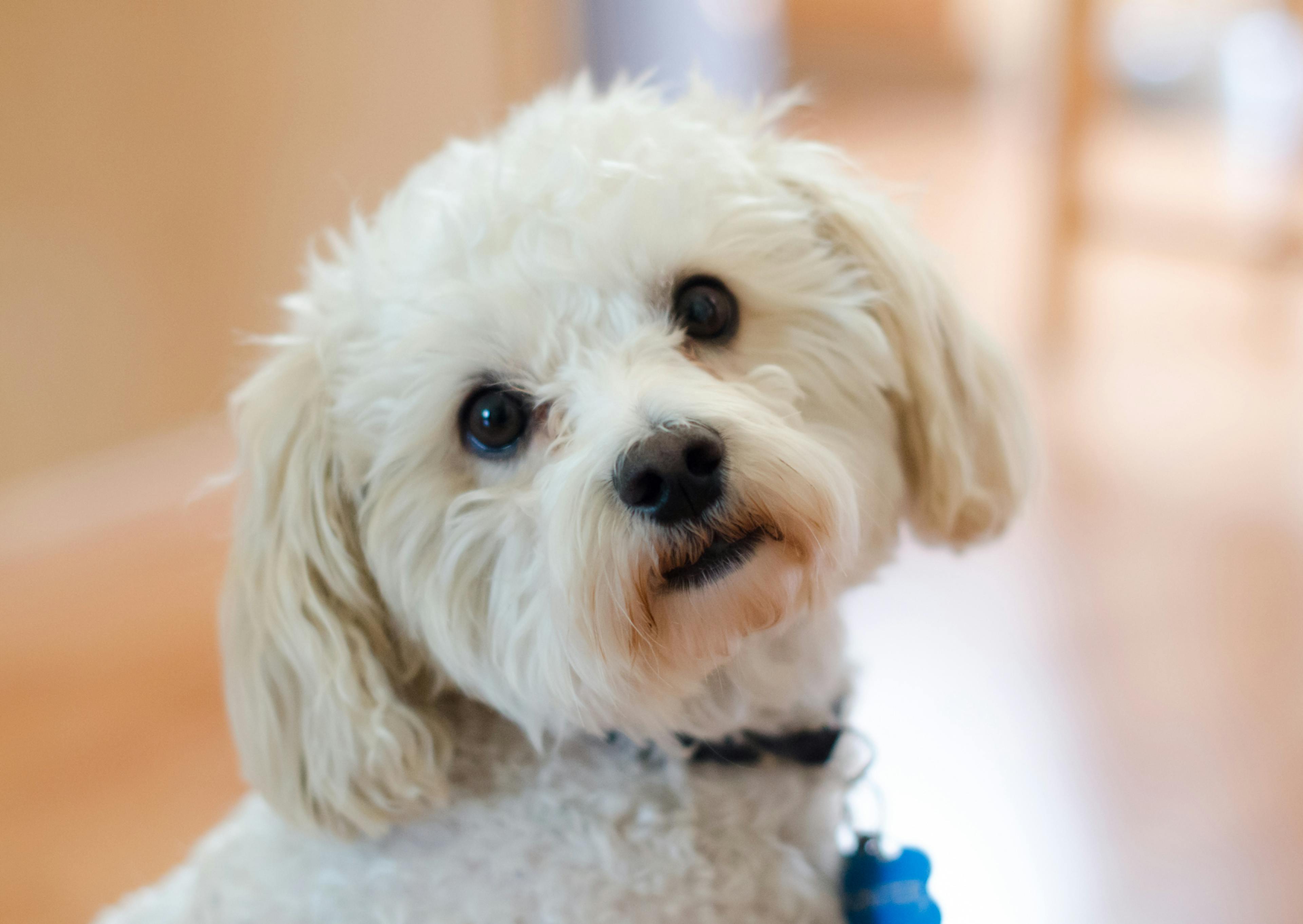 tête de Maltipoo blanc qui regarde curieusement la caméra