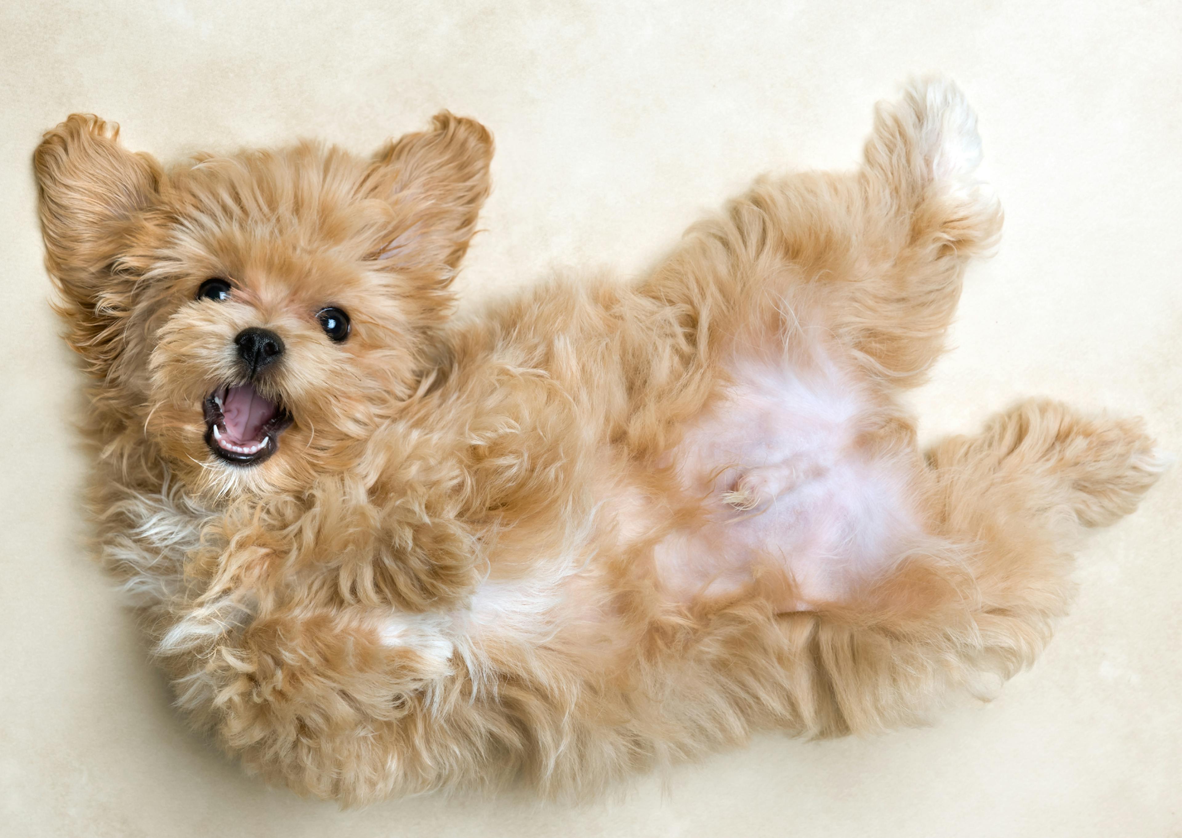 Maltipoo sur le dos avec un regarde joueur vers l'objectif