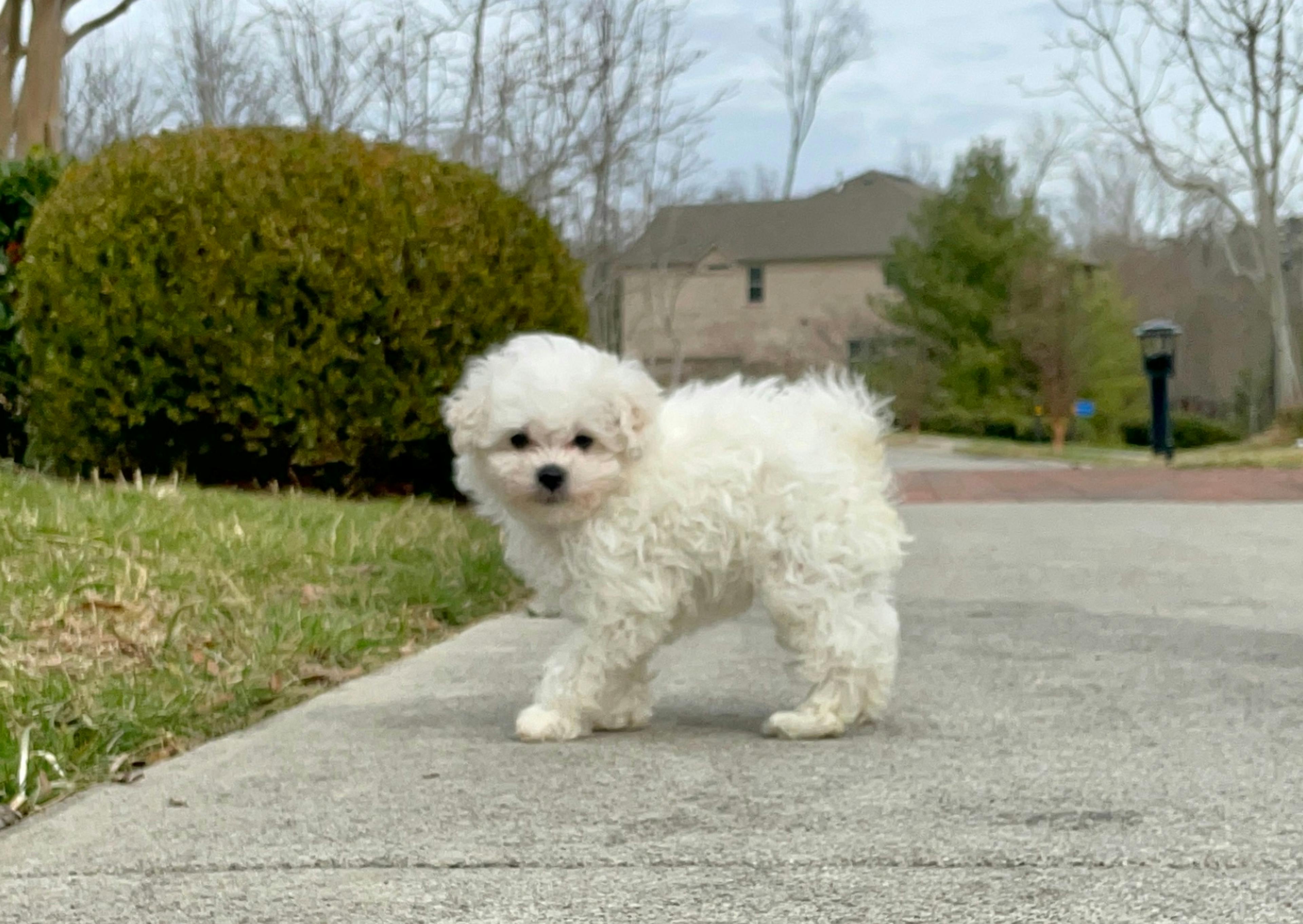 Maltipoo blanc debout dans une allée de maison