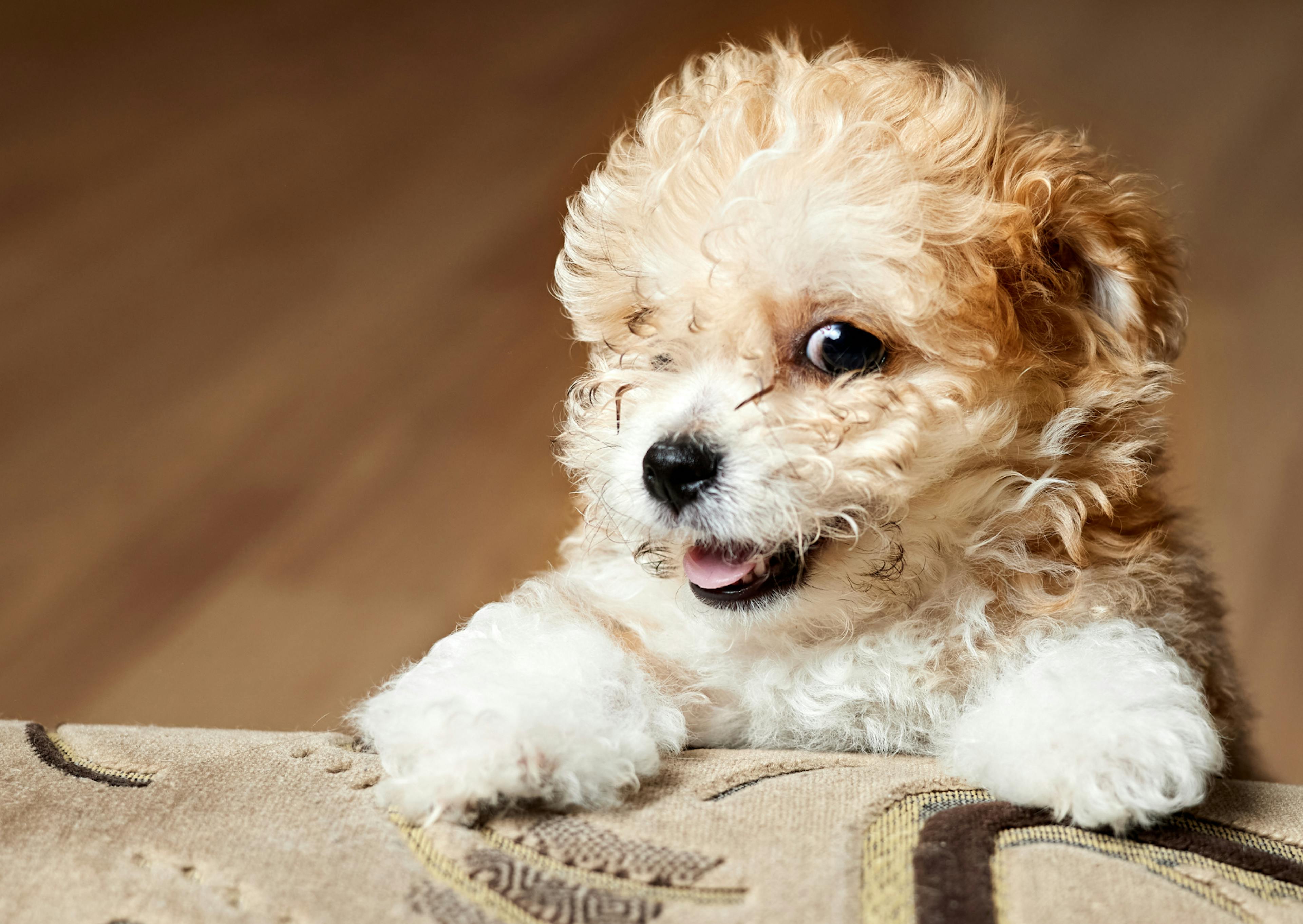 Maltipoo avec les pattes sur la table avec un regard joueur