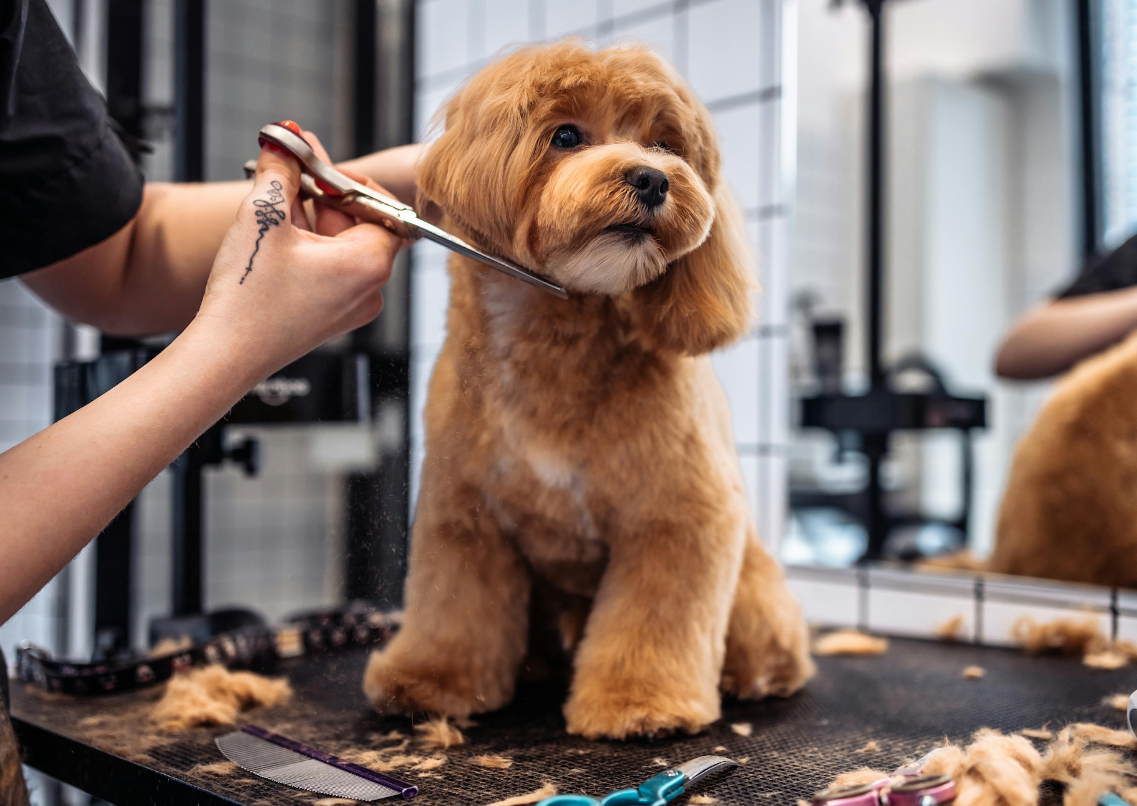 Maltipoo fauve qui se fait toiletter par une personne qui coupe ses poils aux ciseaux