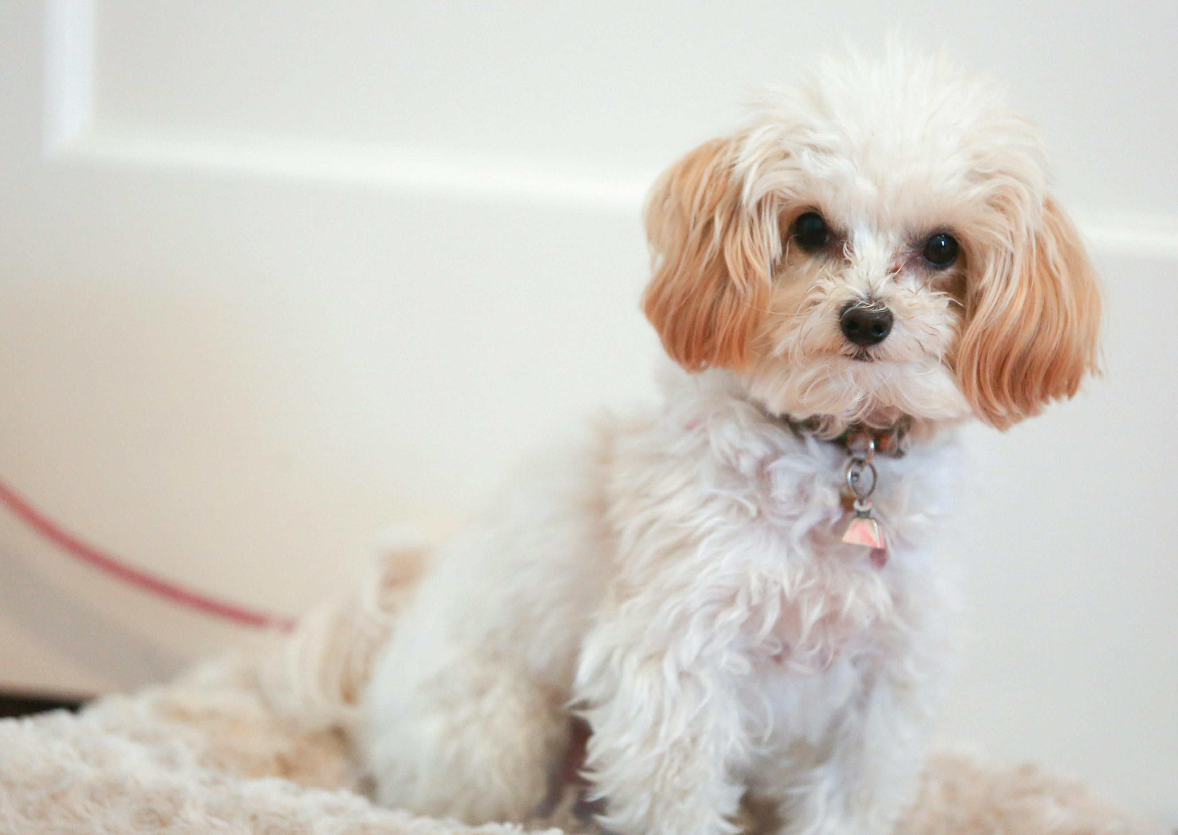 Maltipoo assis à l'interieur qui regarde curieusement la caméra