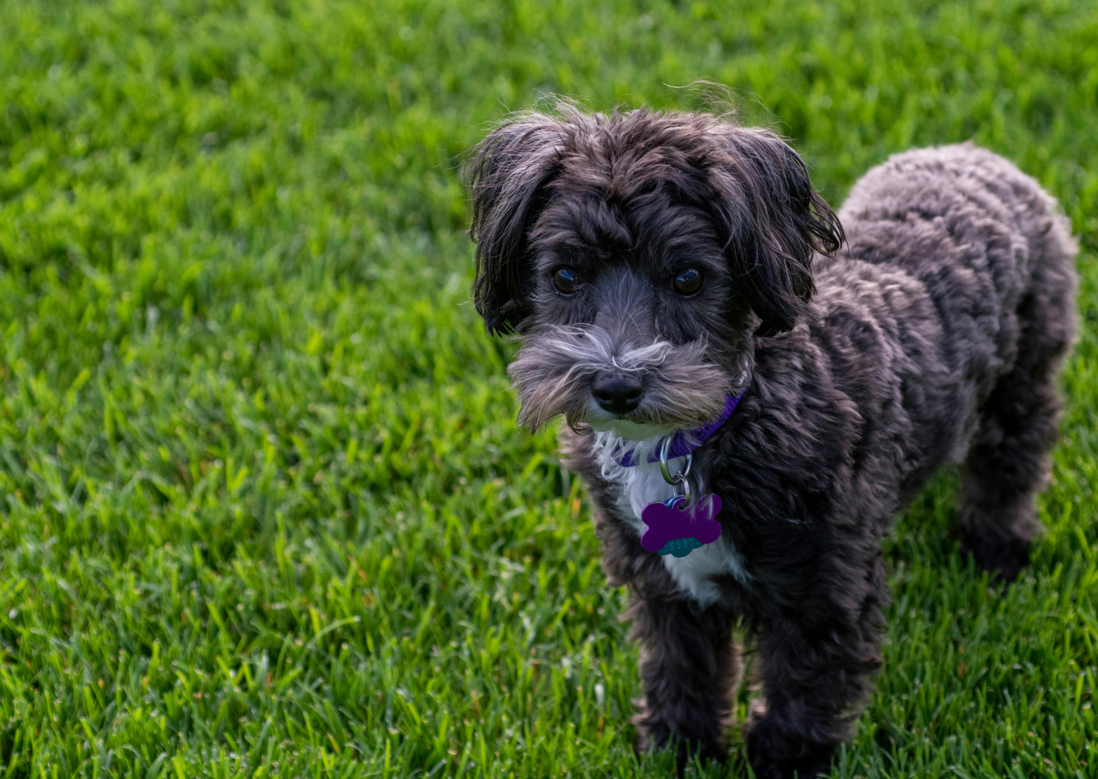 Maltipoo noir debout dans l'herbe qui regarde au loin