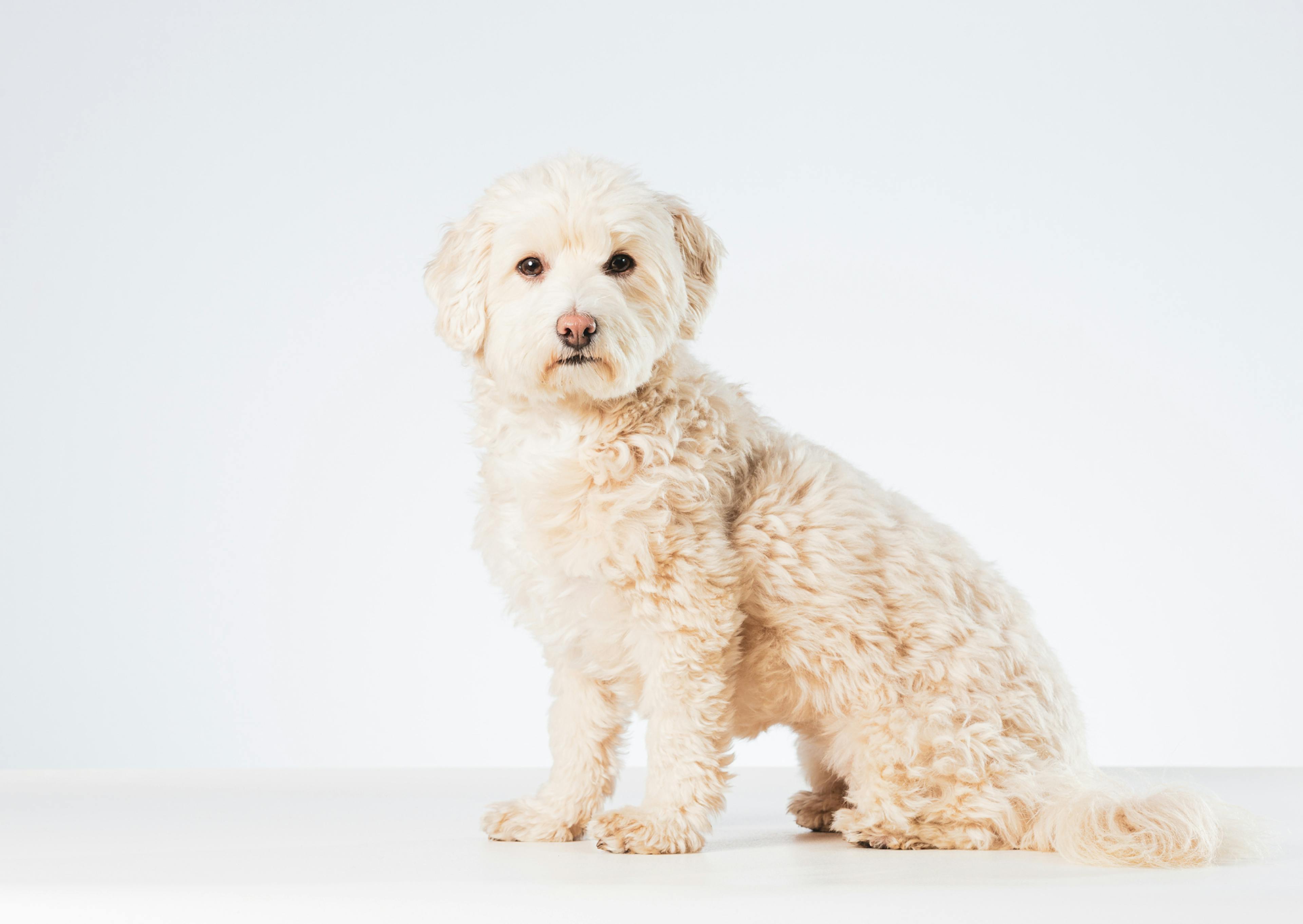 Maltipoo assis sur un fond blanc 