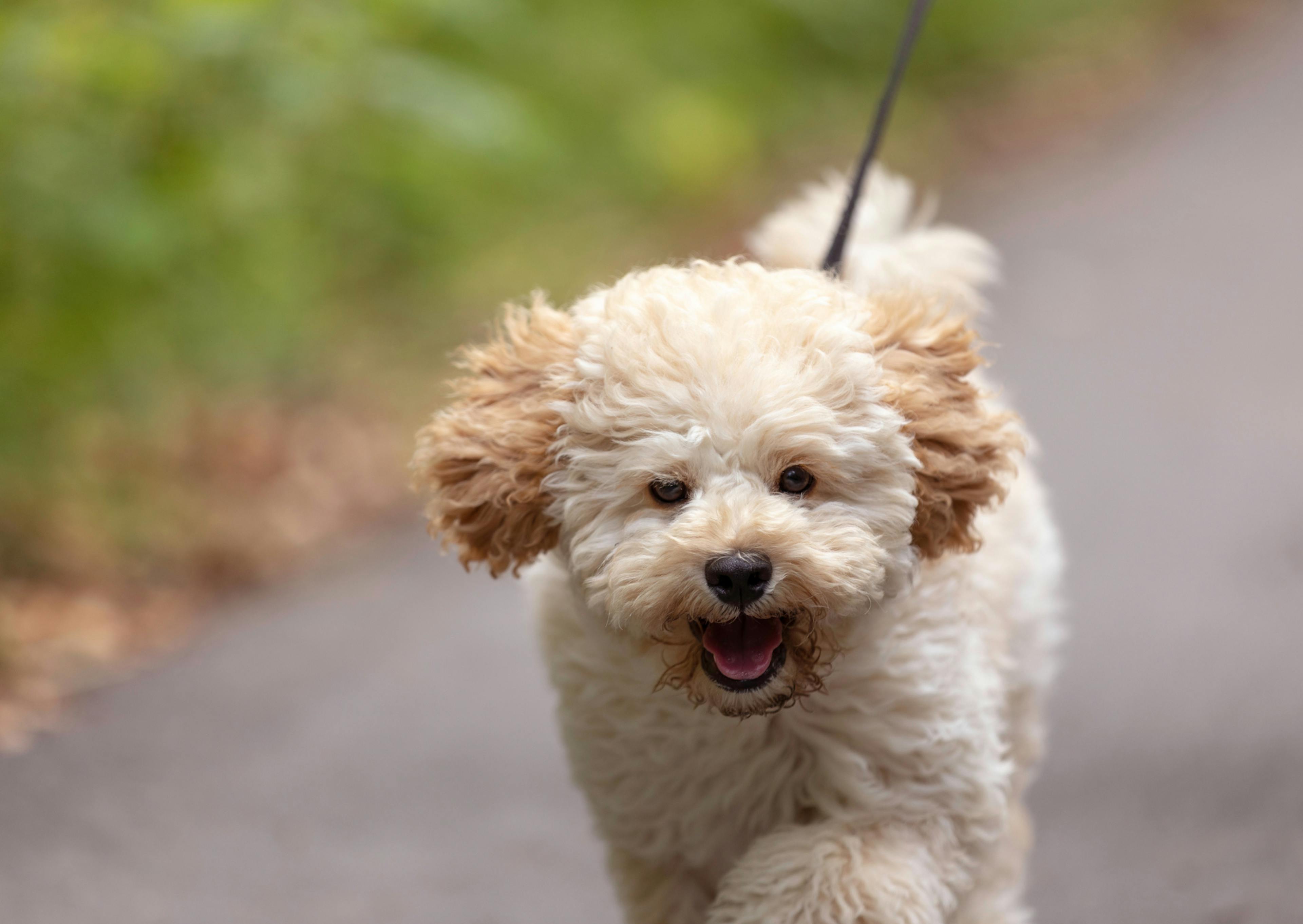 Maltipoo qui court vite et est tenue par sa laisse en même temps dehors