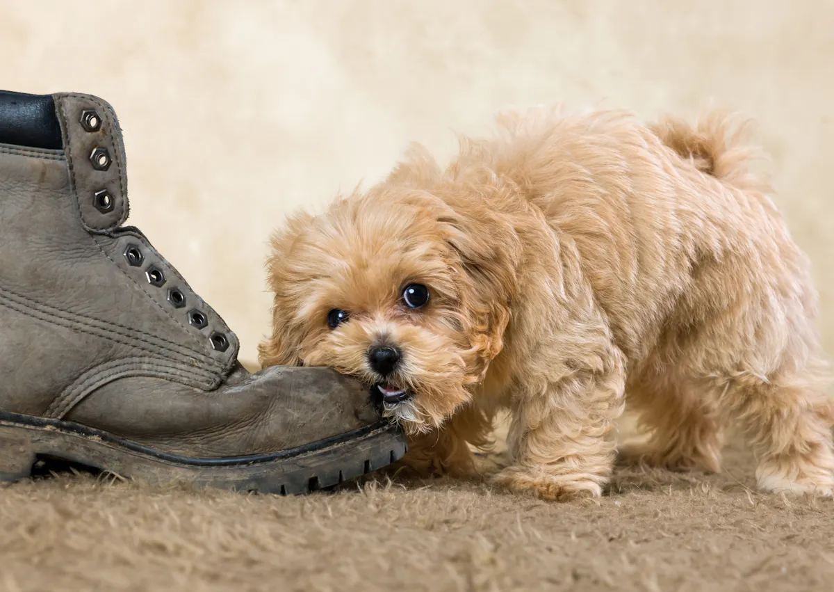 Maltipoo qui mange une chaussure type timberland sur un tapis en intérieur