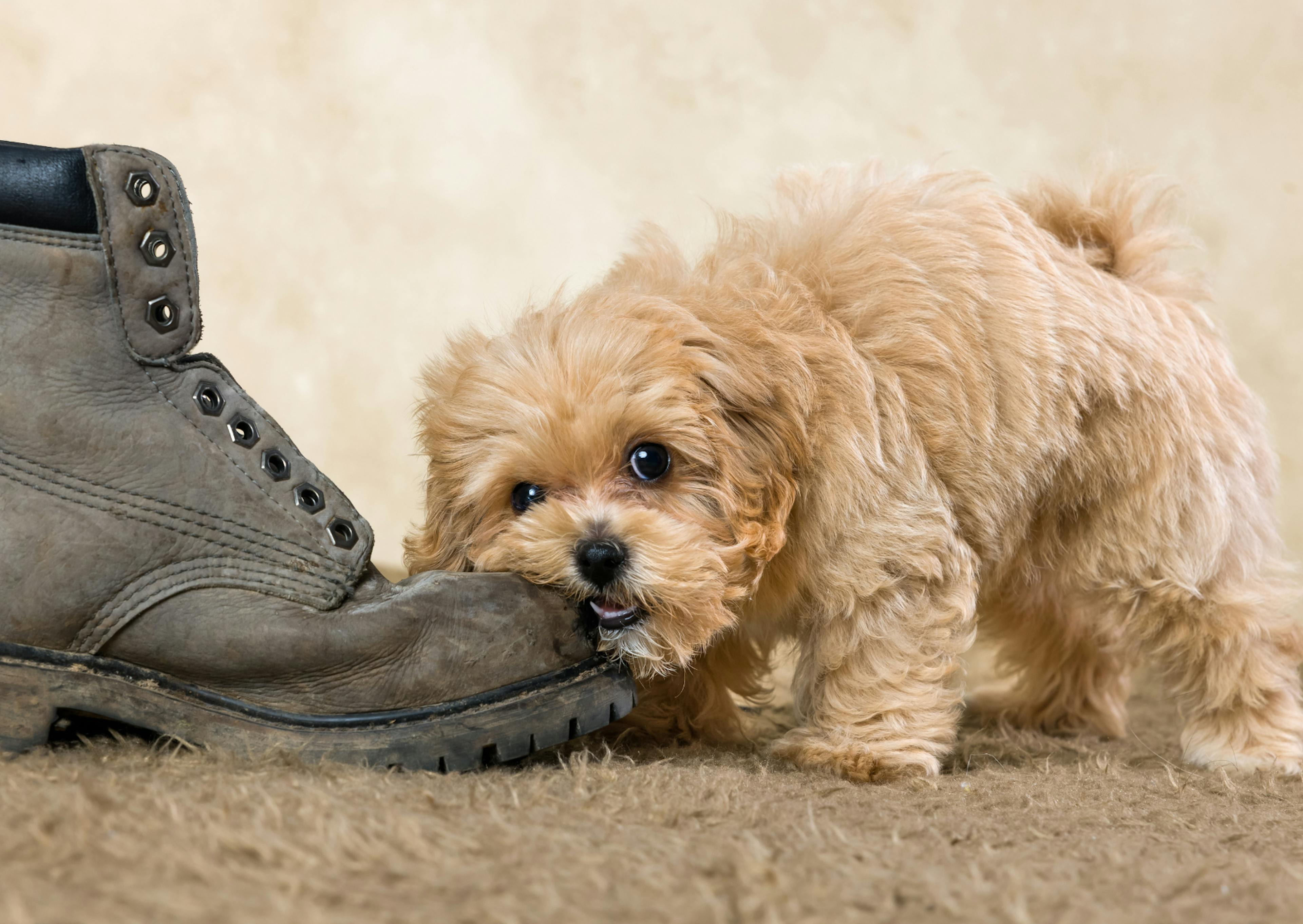 Maltipoo qui mange une chaussure type timberland  sur un tapis en intérieur