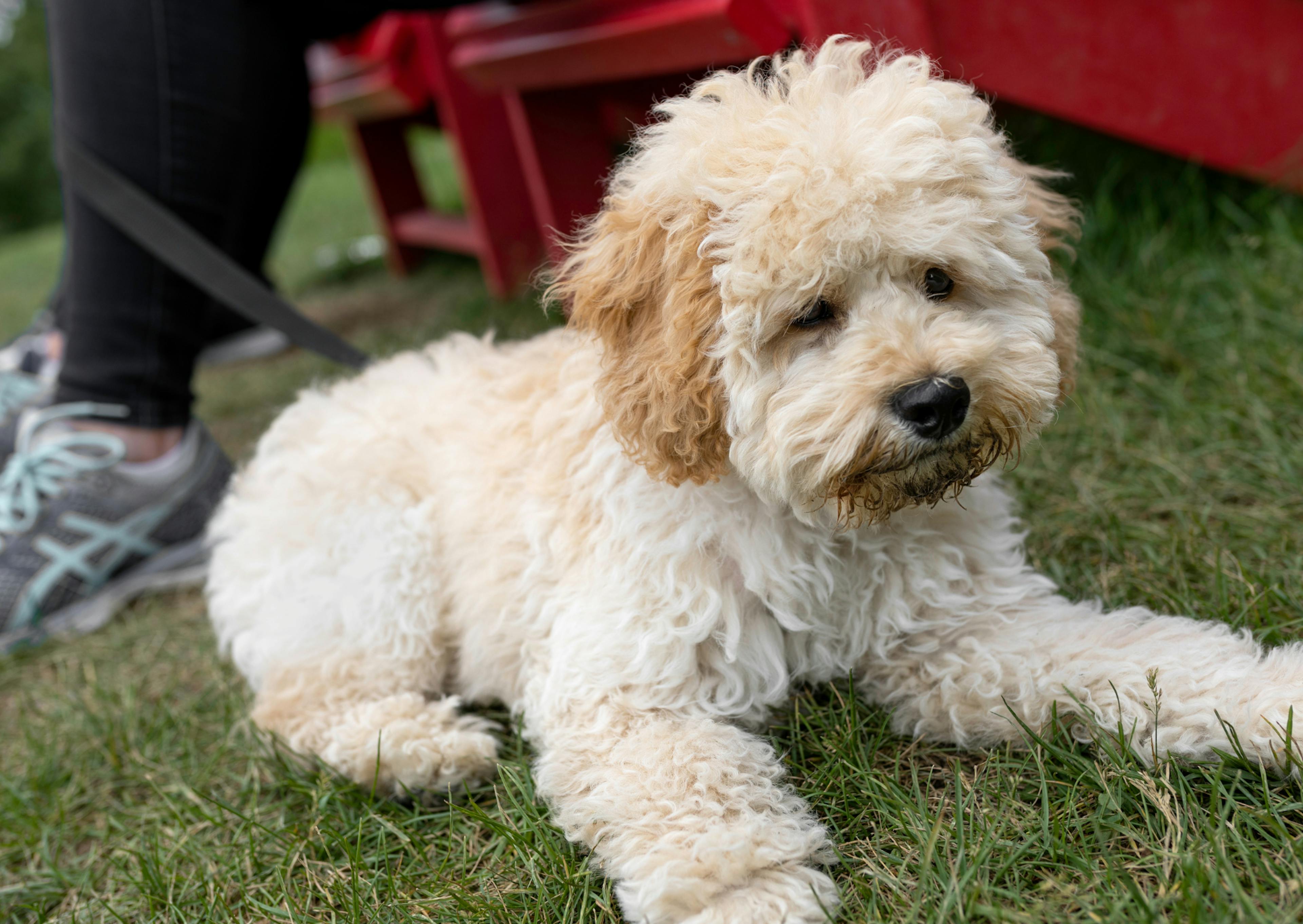 Maltipoo couché dans l'herbe