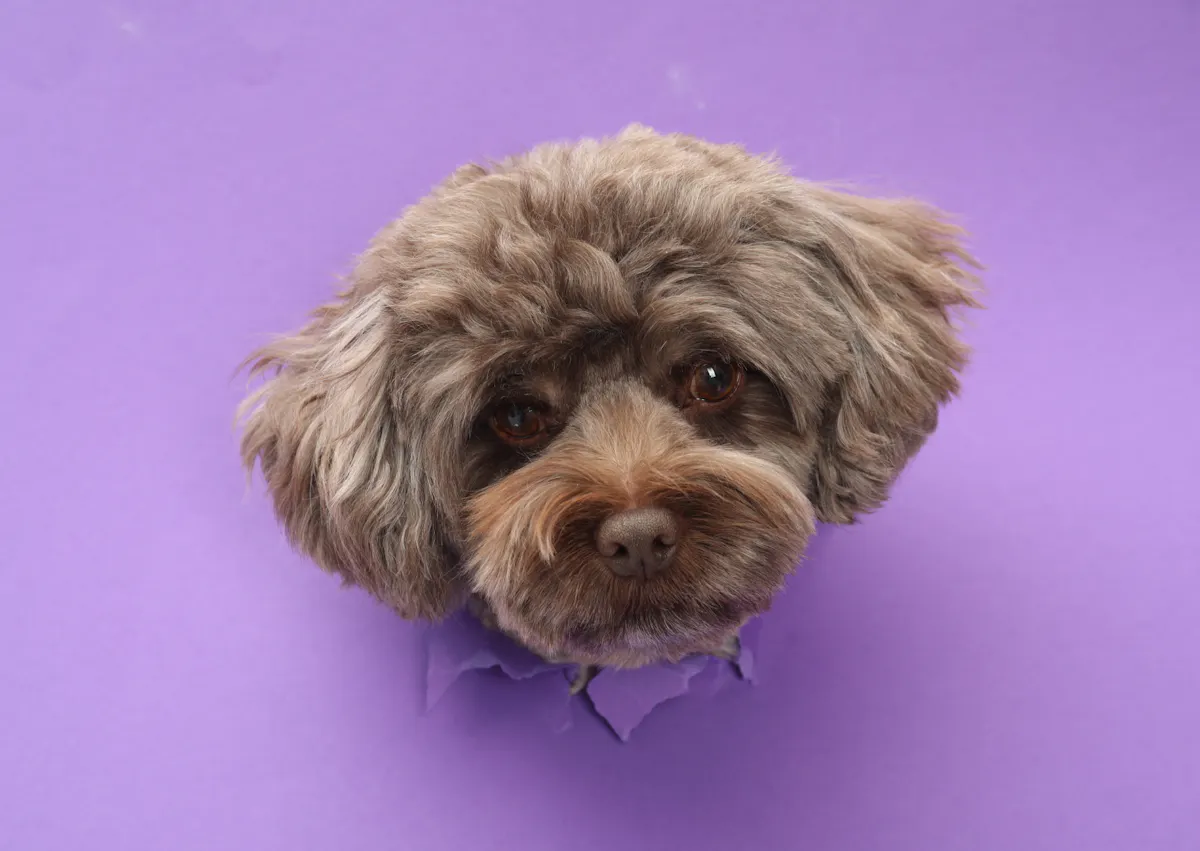 Maltipoo qui passe sa t^te à travers un décor violet