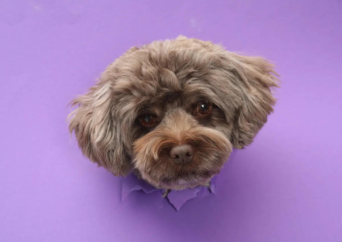 Maltipoo qui passe sa t^te à travers un décor violet