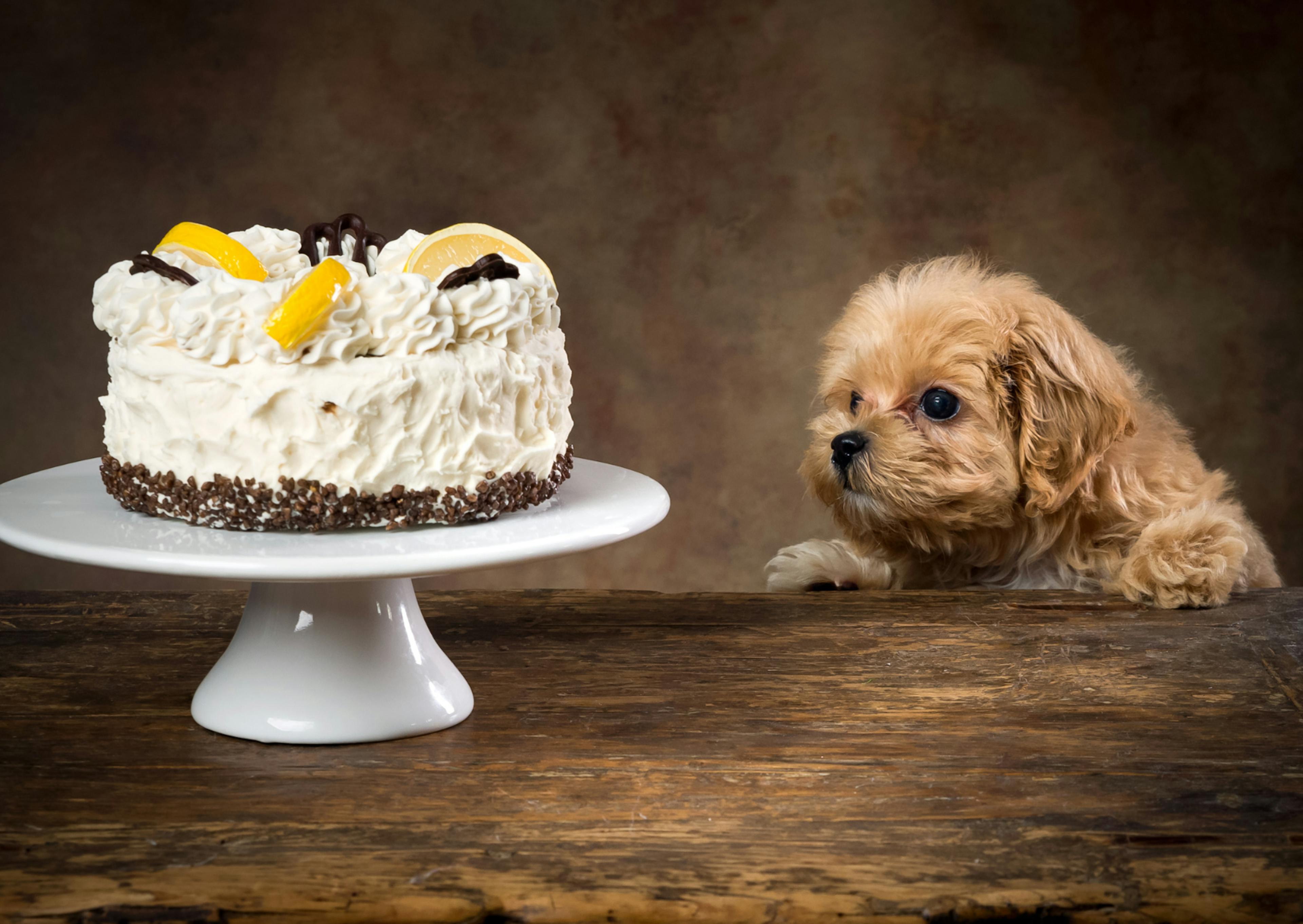 Maltipoo qui regarde un gros gateau sur un table en bois