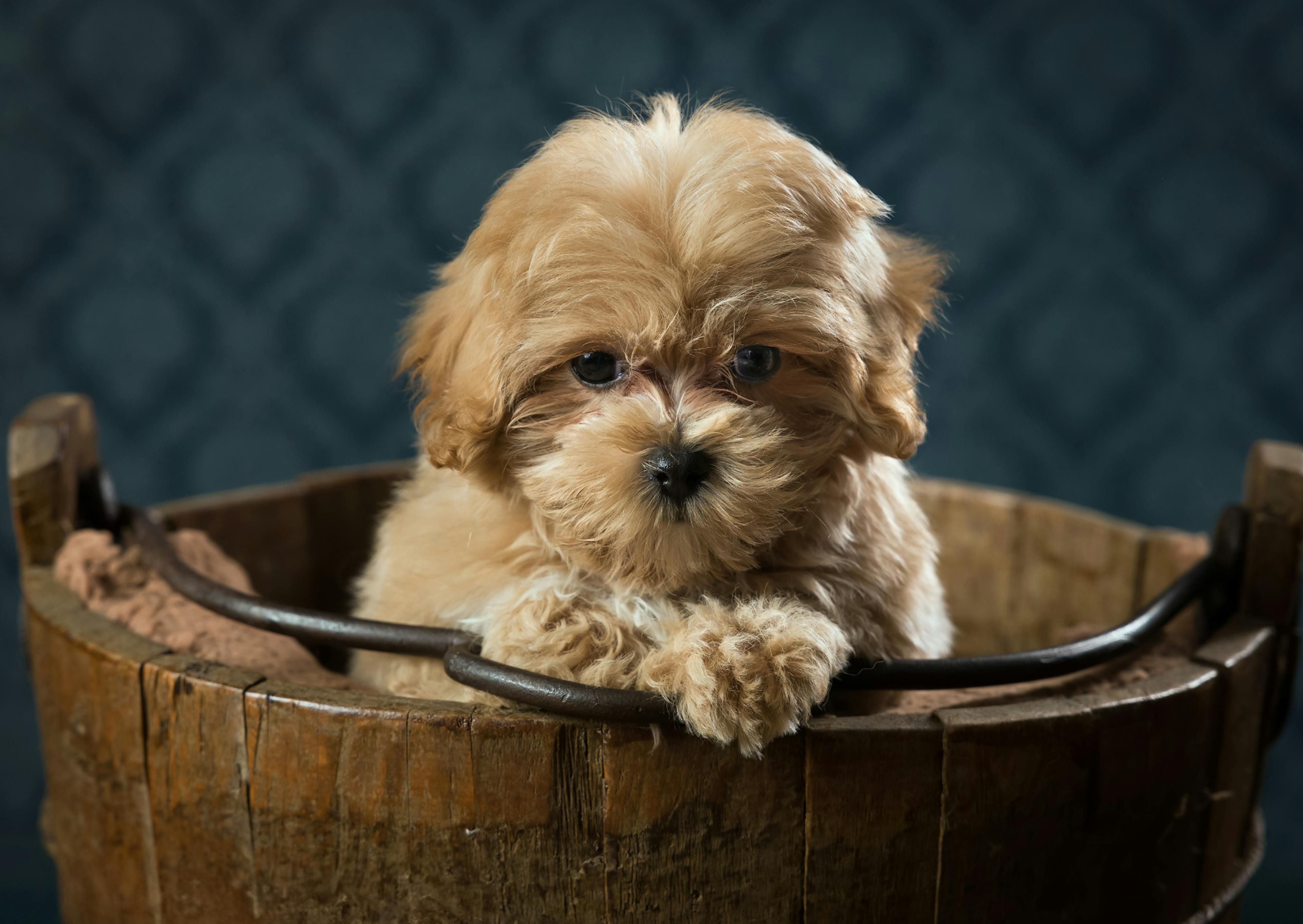 Maltipoo dans un saut en bois