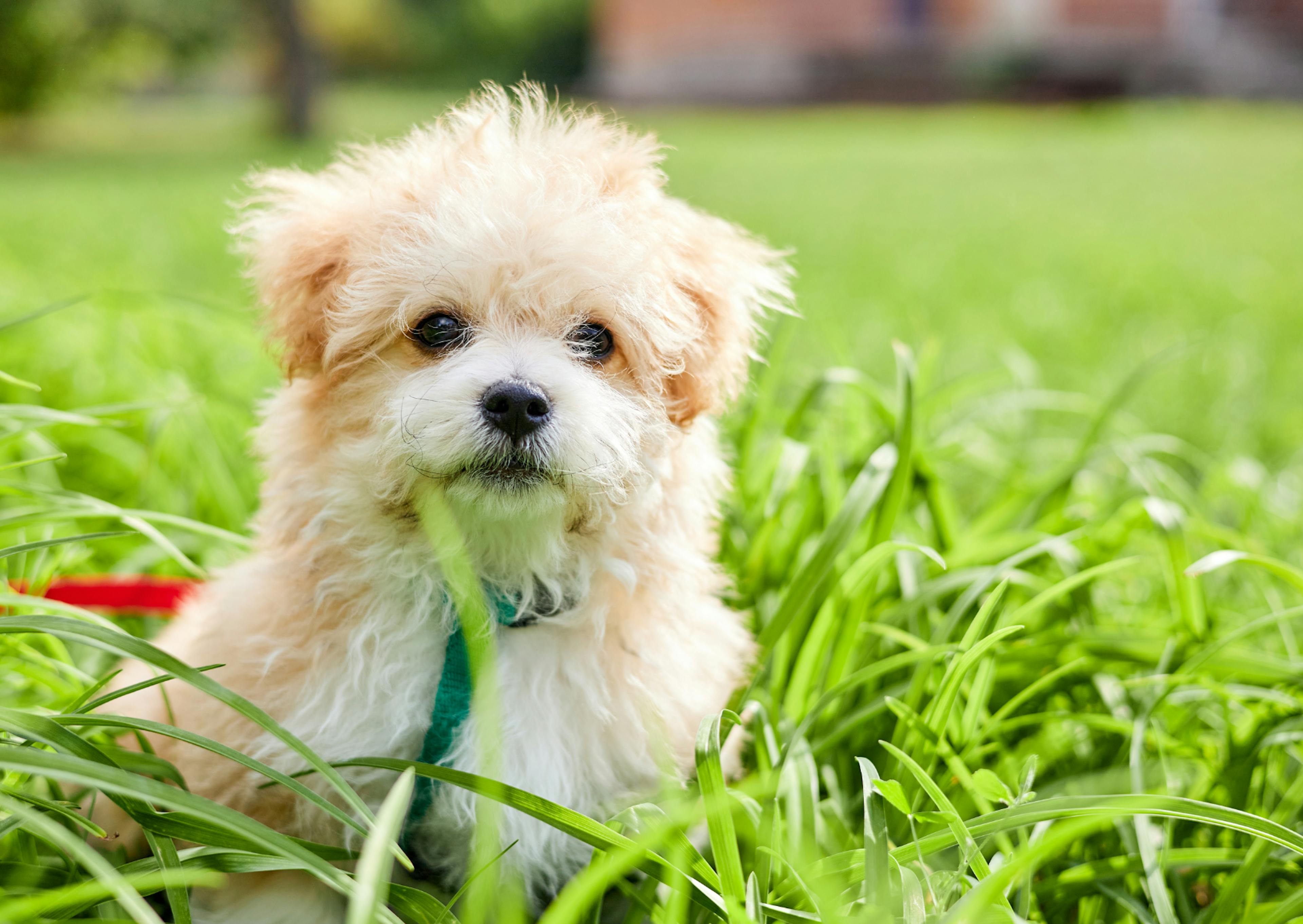 Maltipoo qui court dans l'herbe 