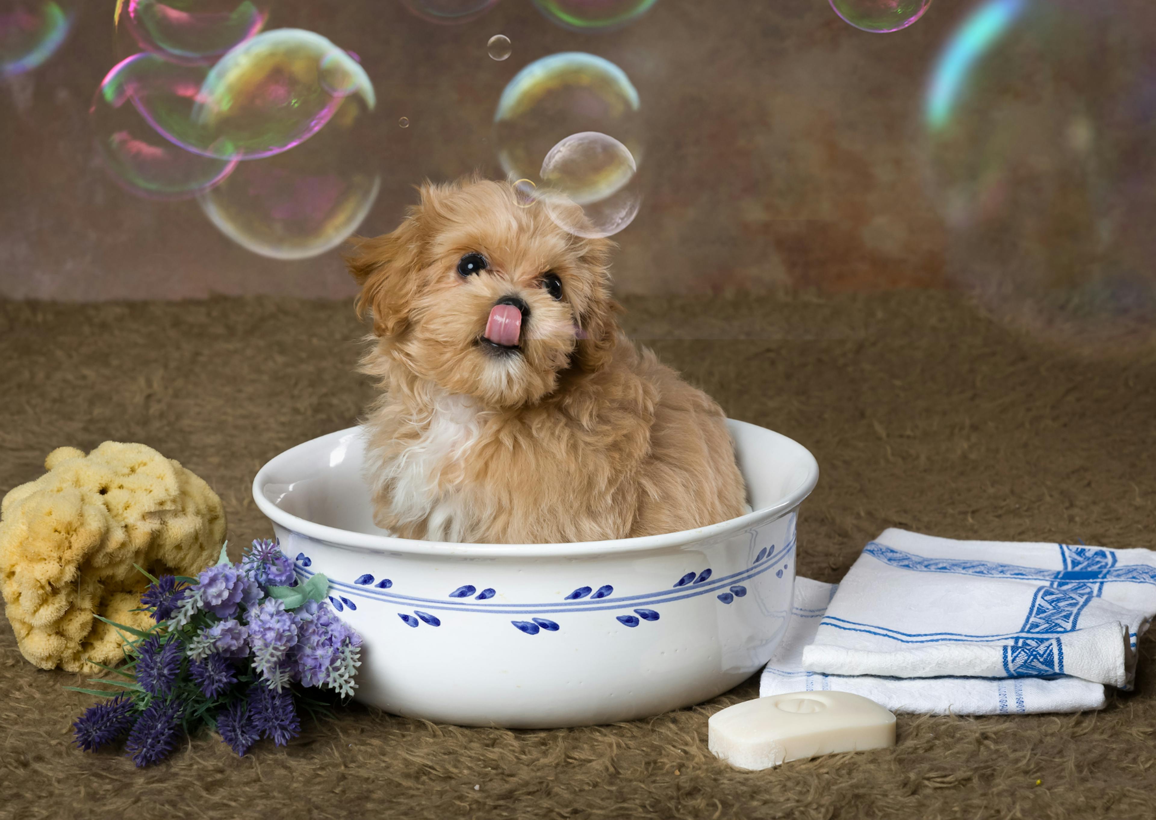 Maltipoo dans un bassine d'eau avec des bulles de savon autours de lui