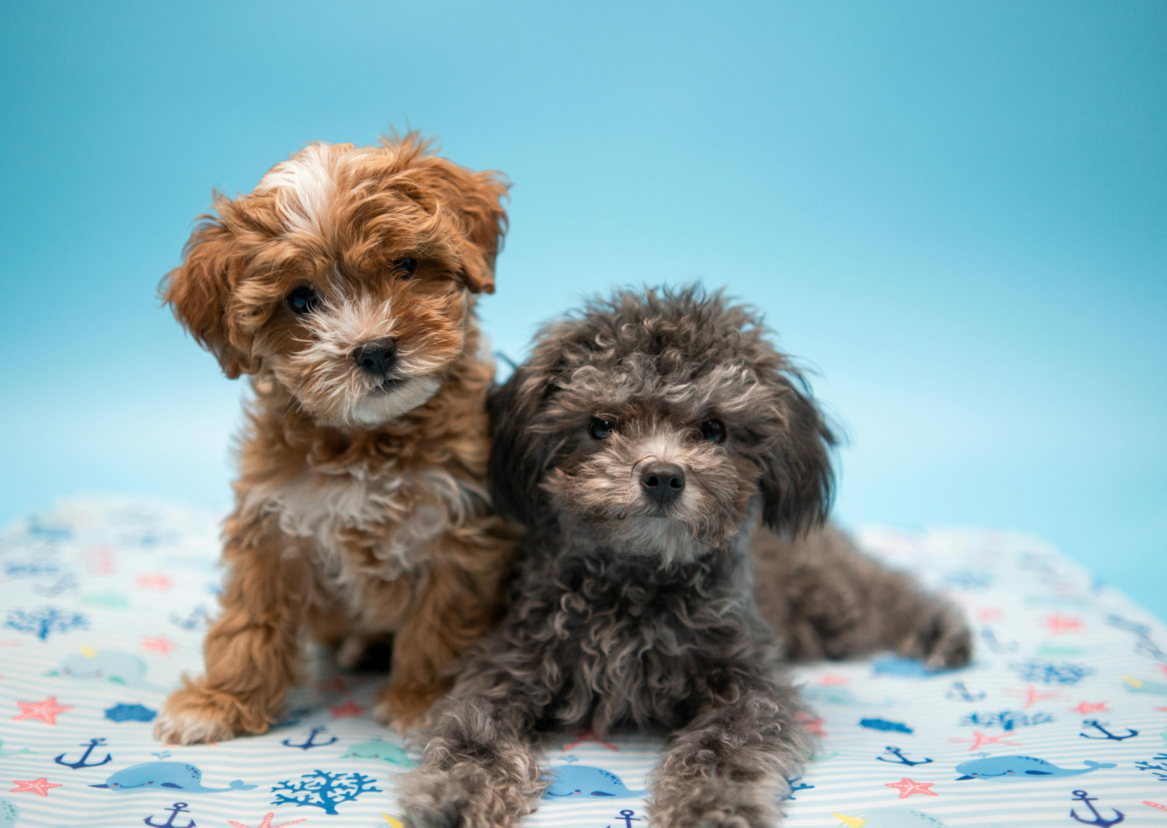 2 Maltipoo, l'un assis marron, l'autre debout noir sur un plaid avec des élément nautique