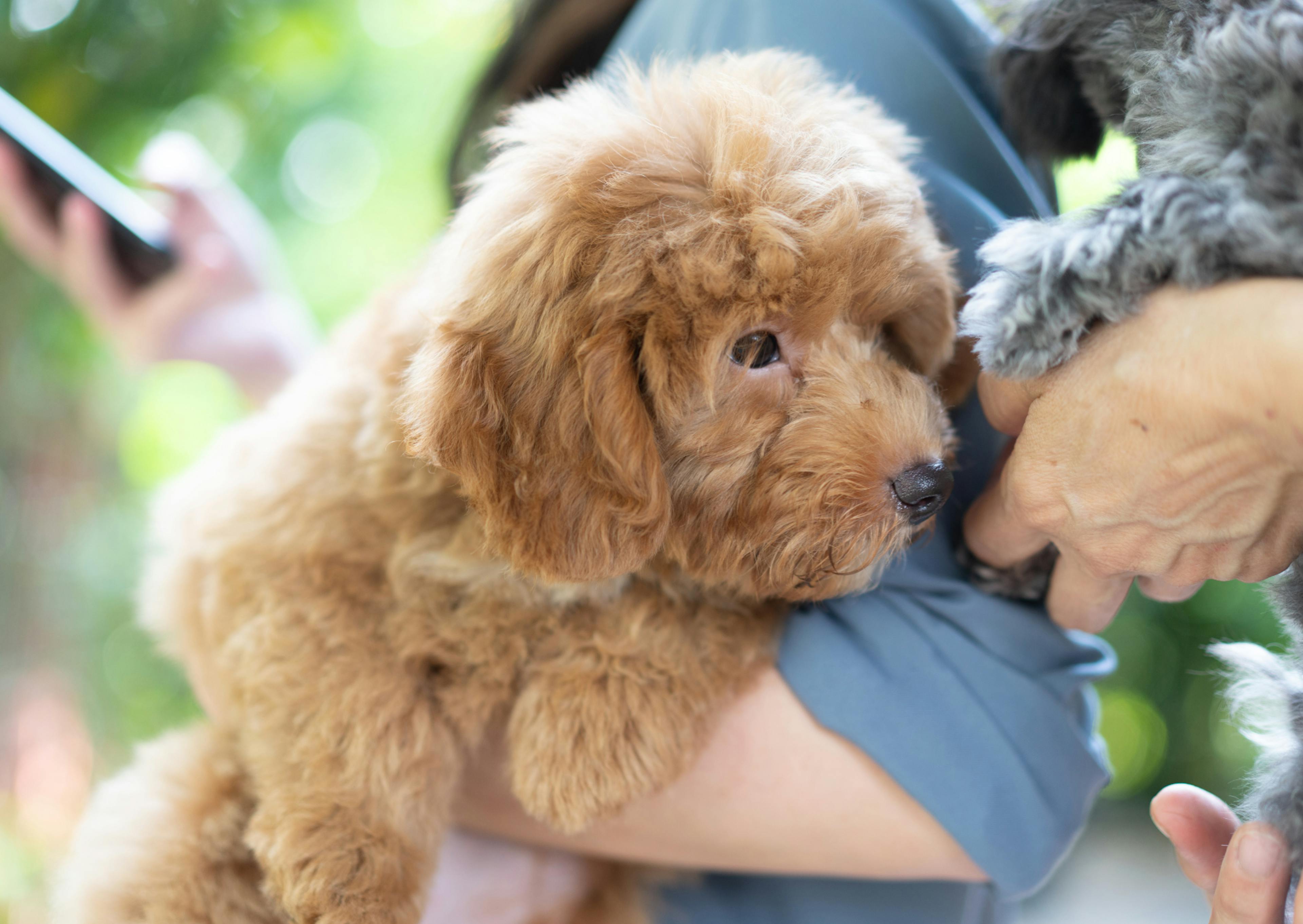 Maltipoo dans les bras de son maitre curieux de sentir un autre chien