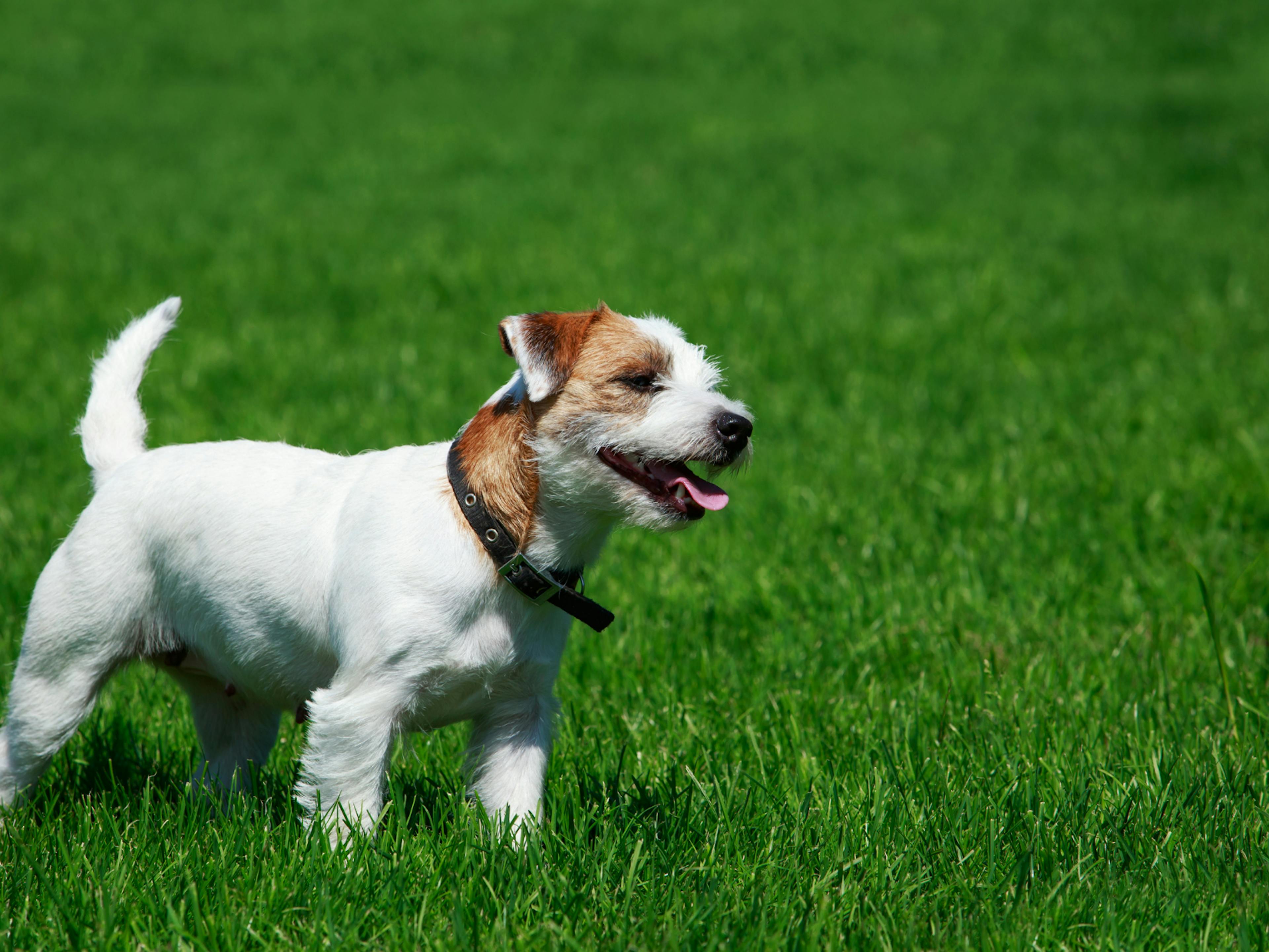 Parson Russell Terrier debout dans l'herbe, il tire la langue en regardant au loin