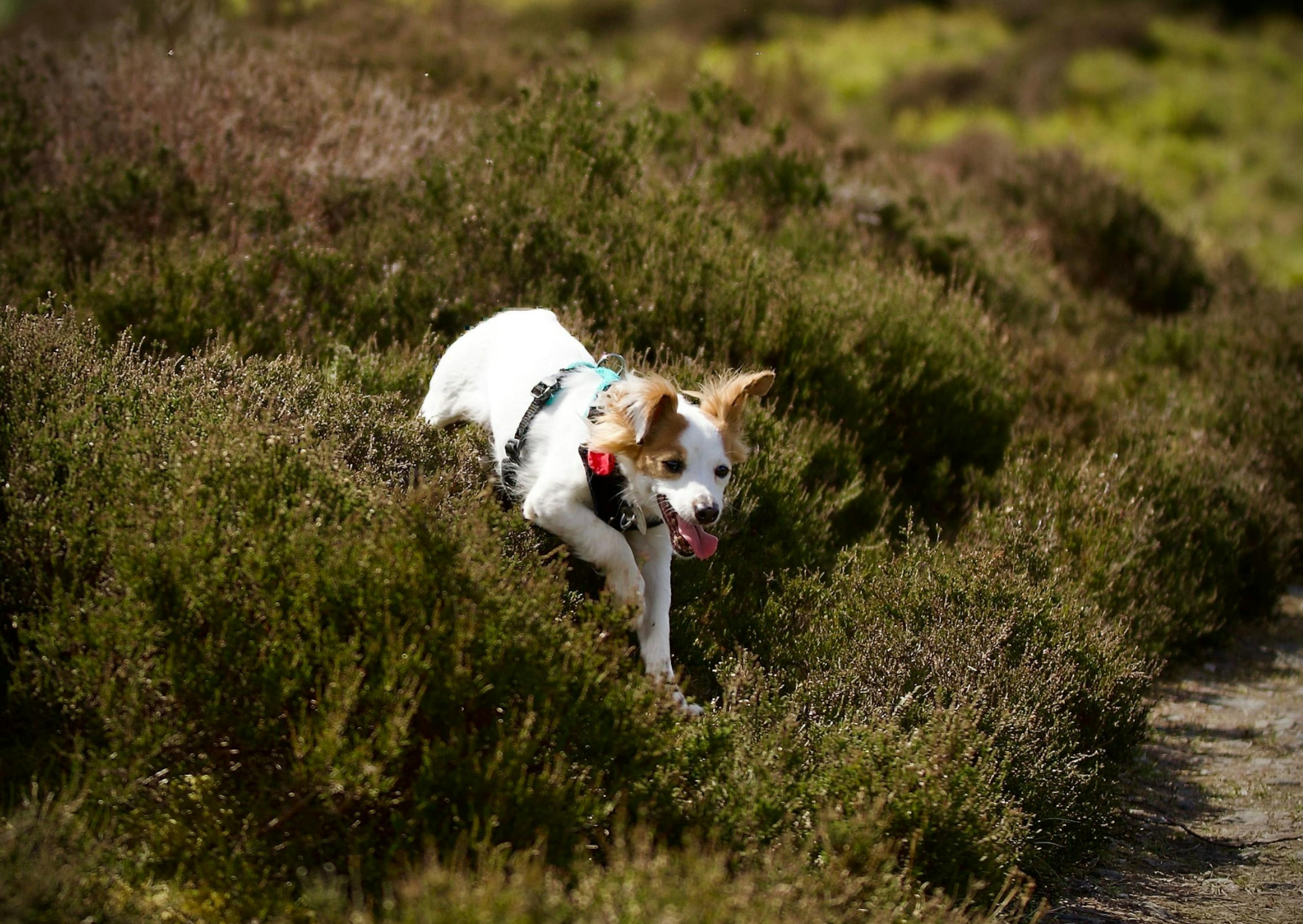 Parson Russell Terrier saute dans l'herbe 