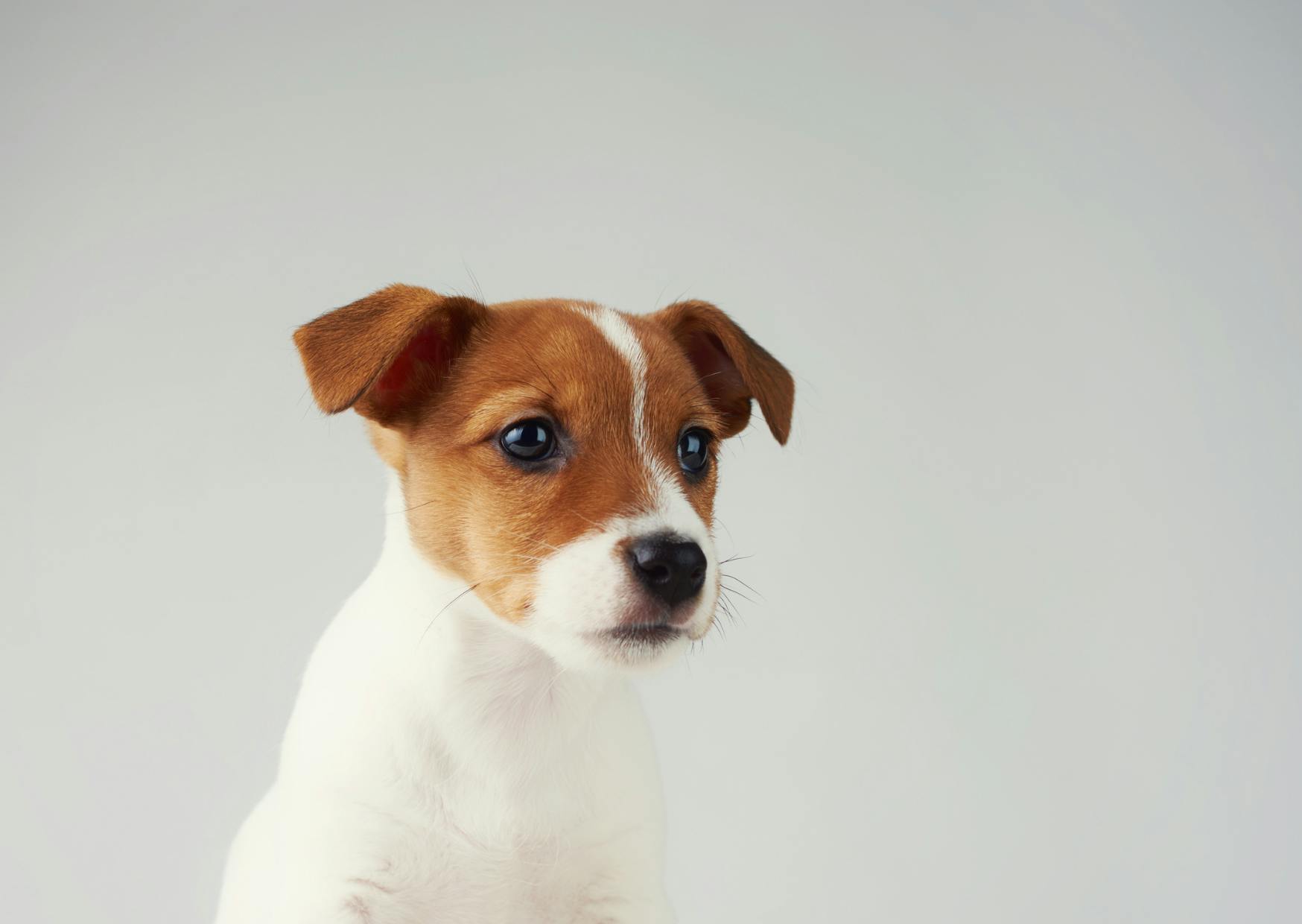 Parson Russell Terrier sur un fond blanc qui regarde avec curiausité à côté de lui
