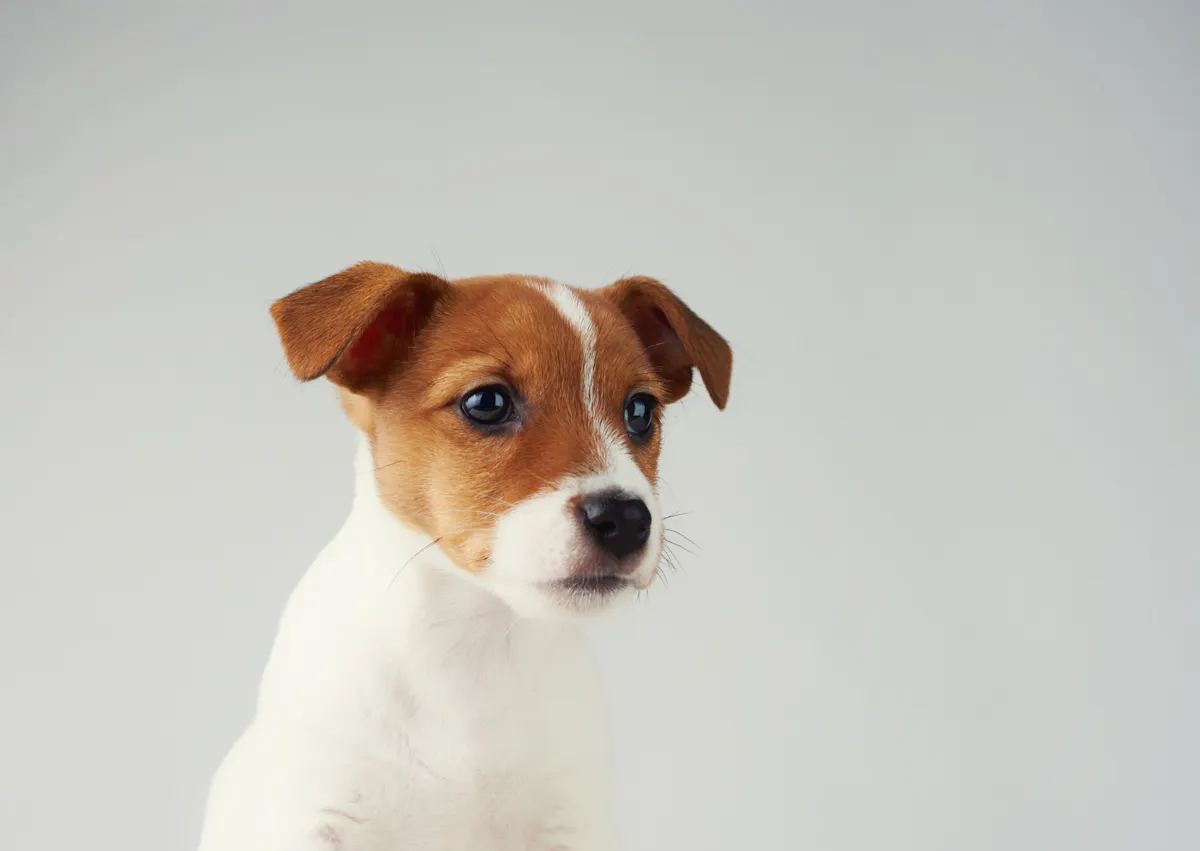 Parson Russell Terrier sur un fond blanc qui regarde avec curiausité à côté de lui 